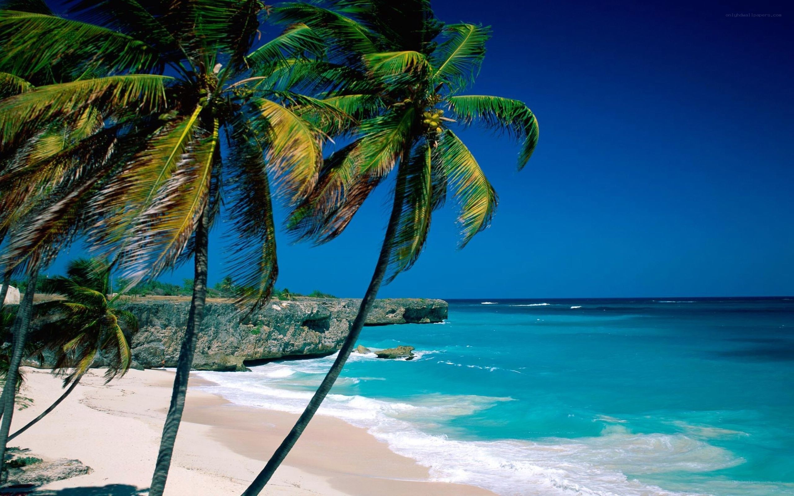 tropical beach with palm trees