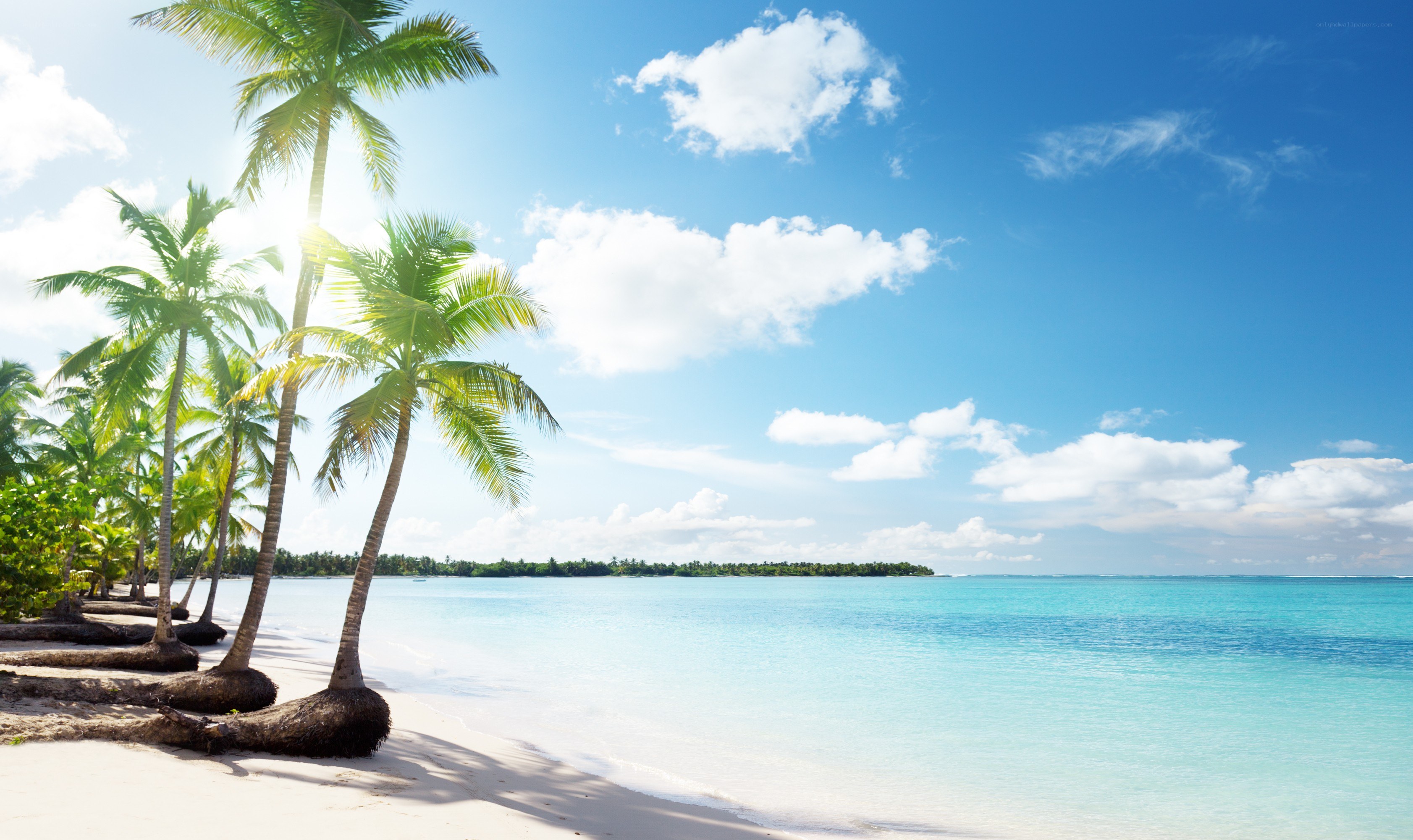 Tropical beach with palm trees
