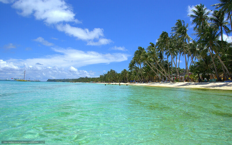 tropical beach with palm trees