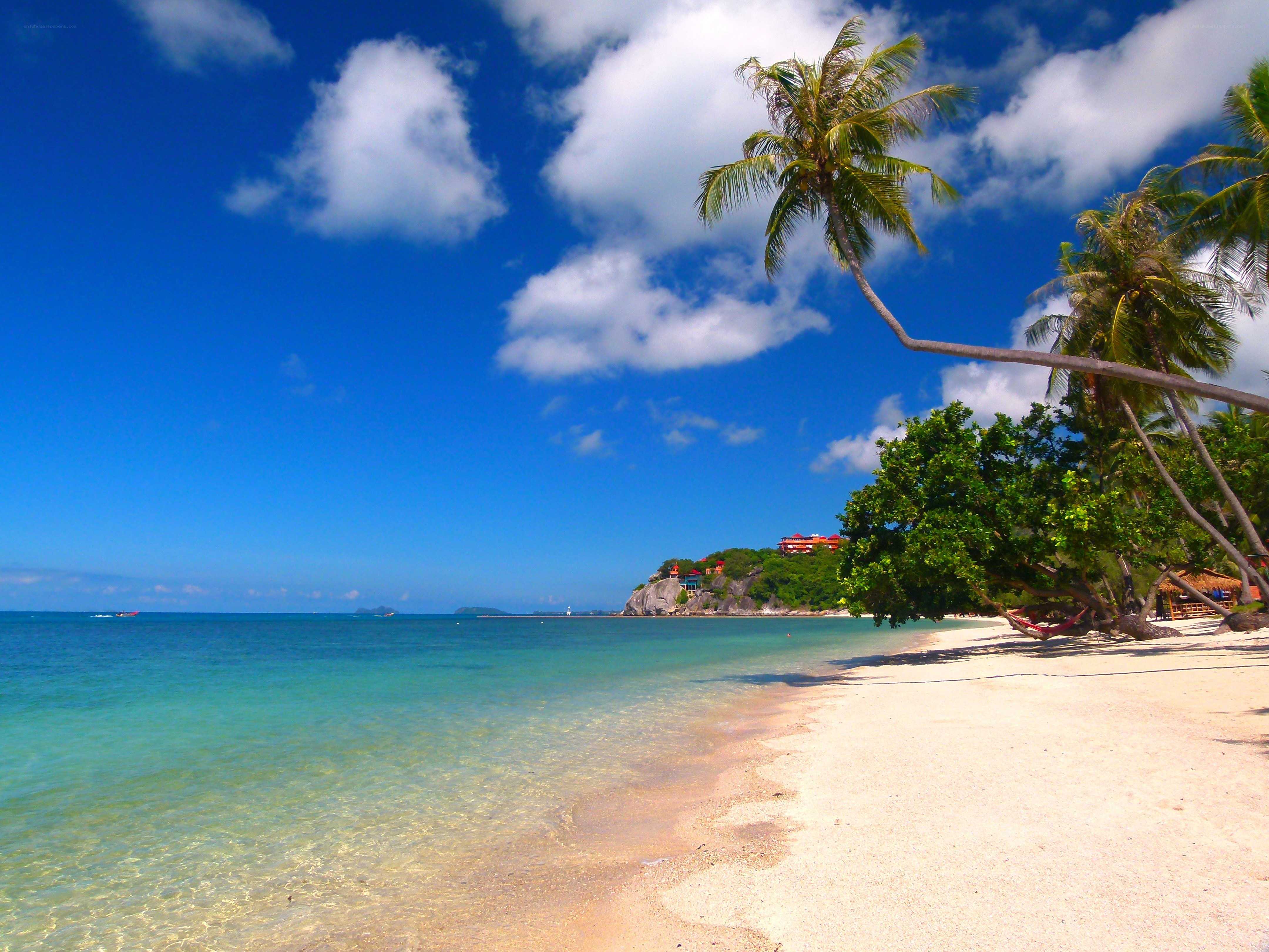 tropical beach with palm trees