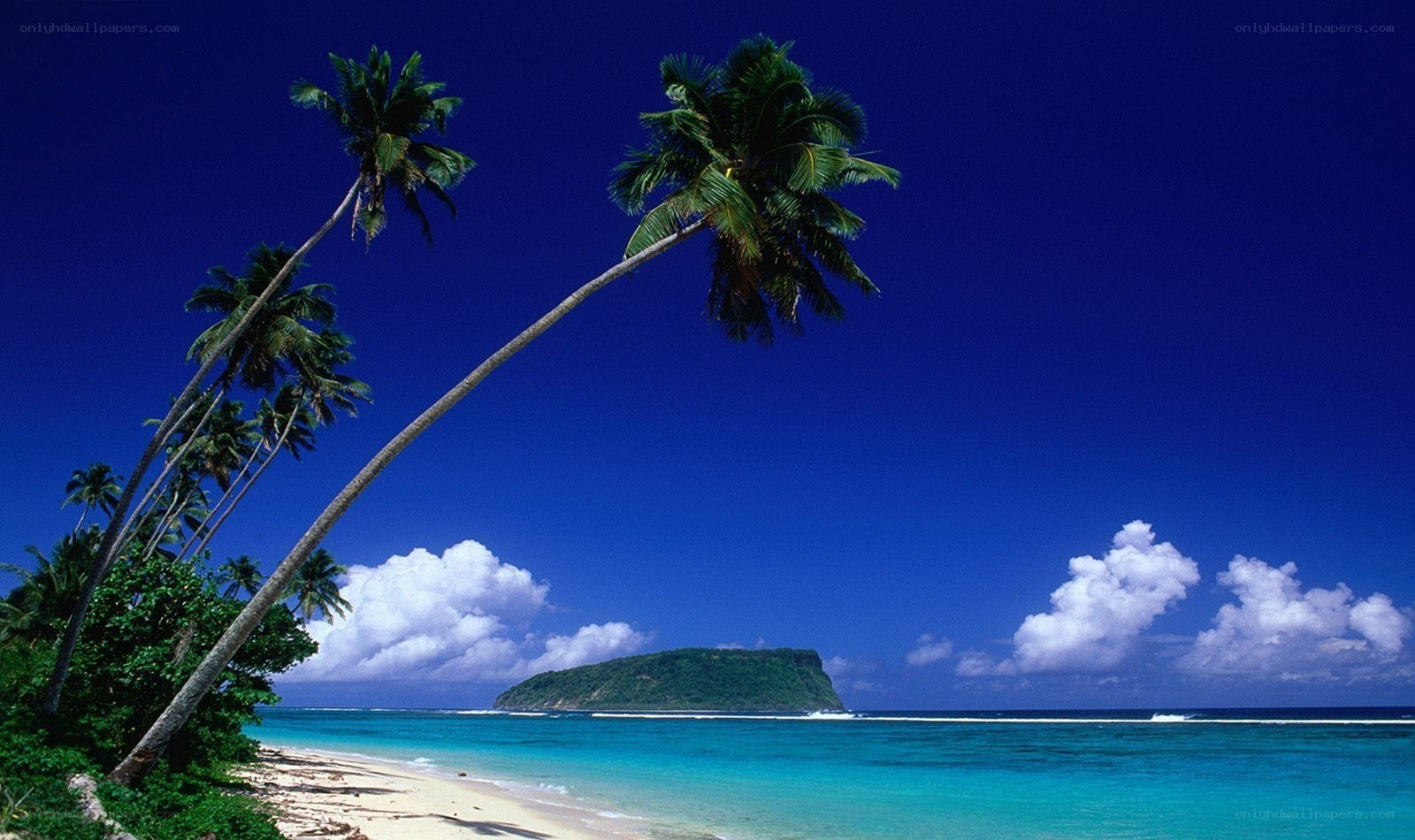Tropical beach with palm trees