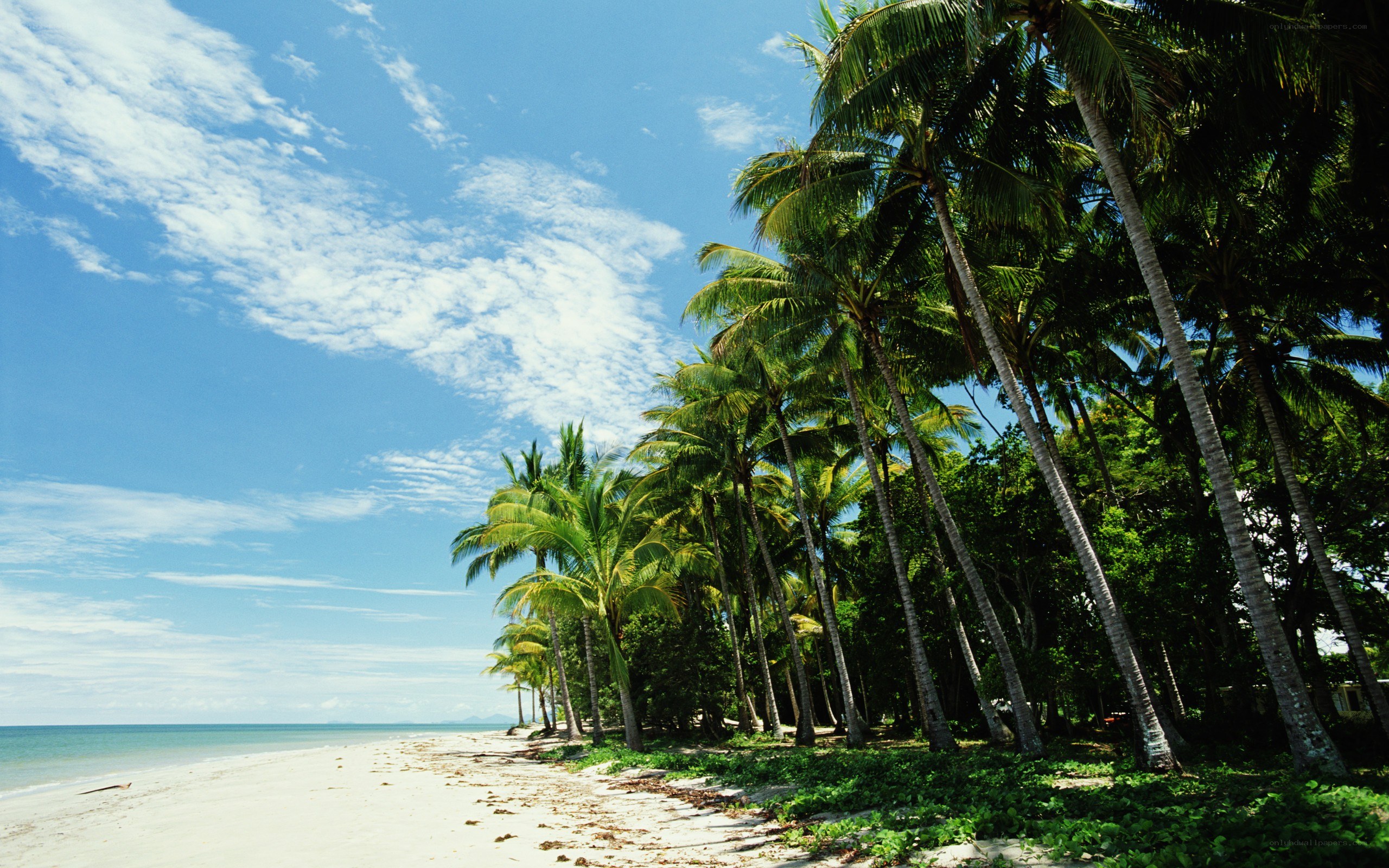 tropical beach with palm trees