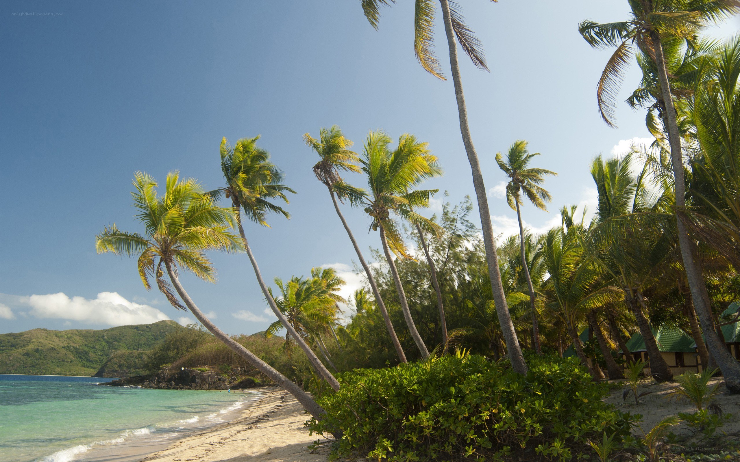 tropical beach with palm trees