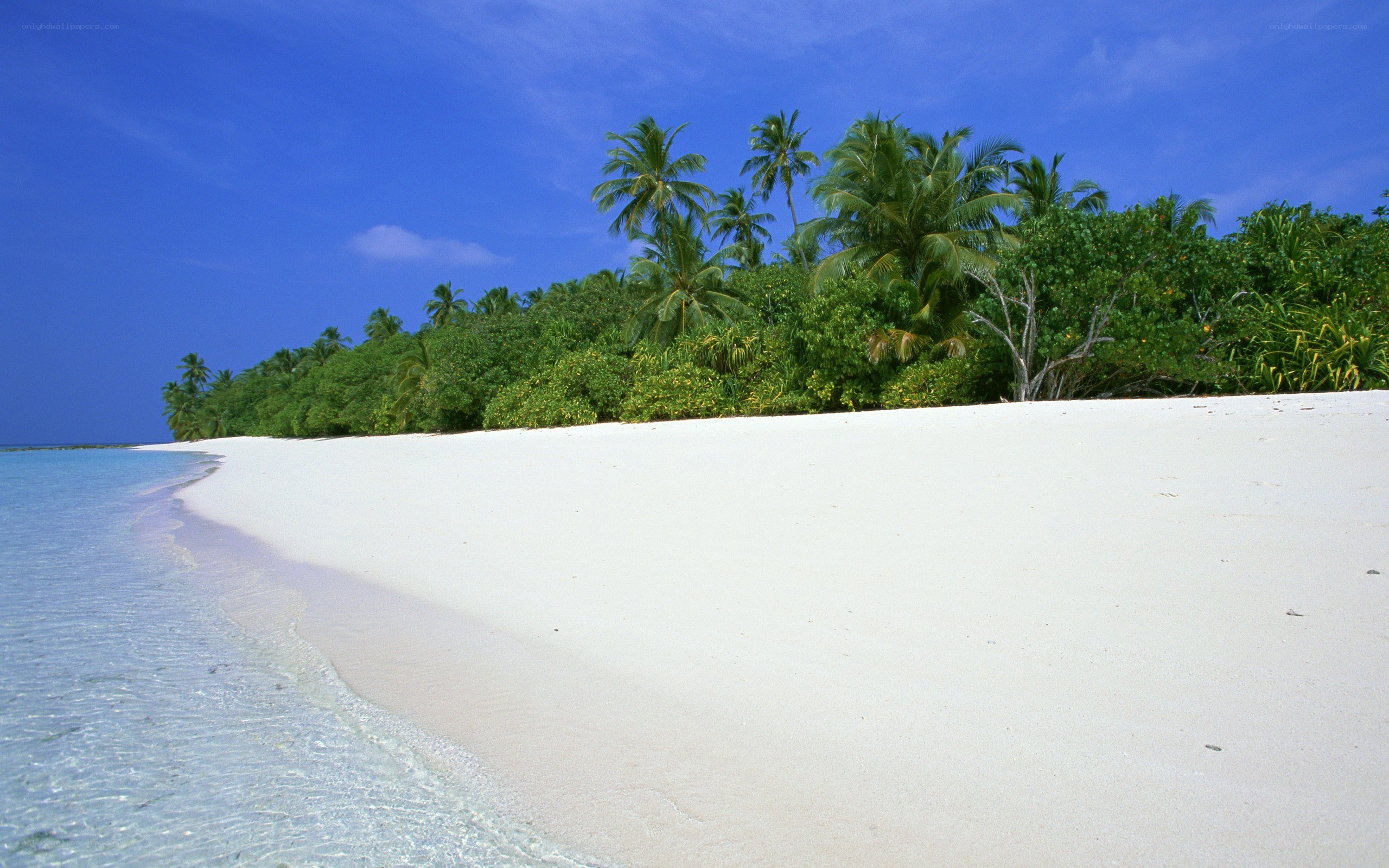 tropical beach with palm trees