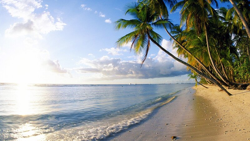 tropical beach with palm trees