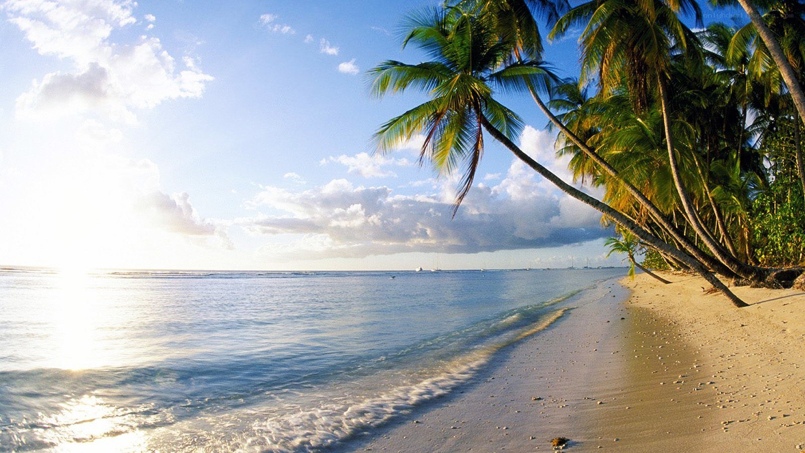 tropical beach with palm trees