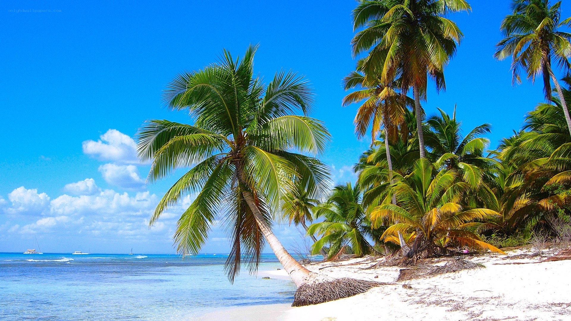 tropical beach with palm trees