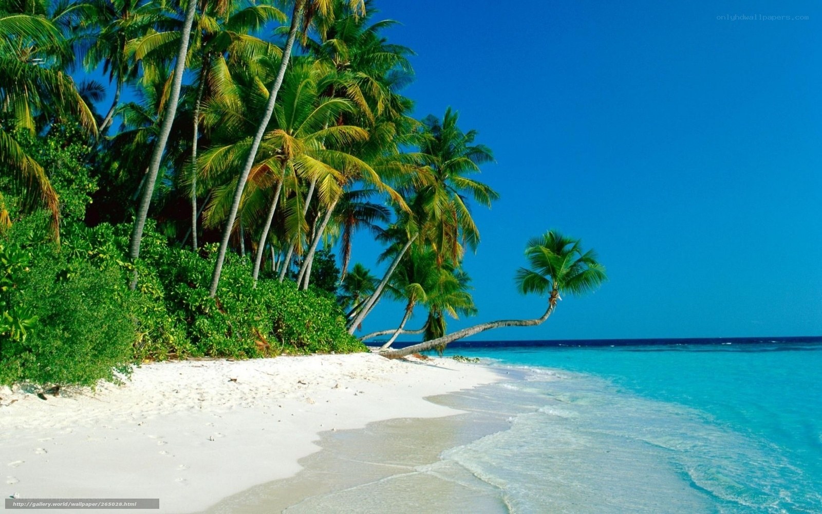 tropical beach with palm trees