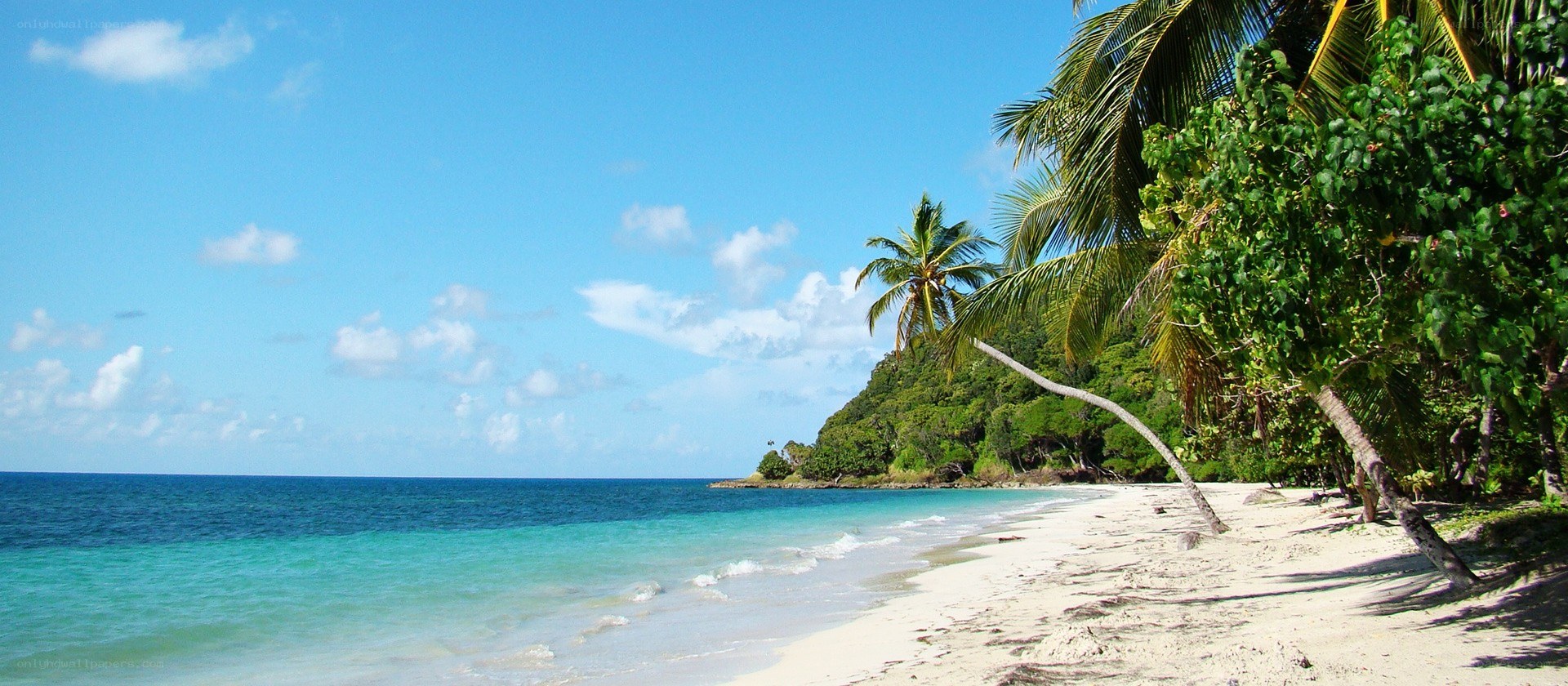 tropical beach with palm trees