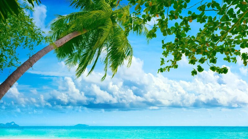 tropical beach with palm trees