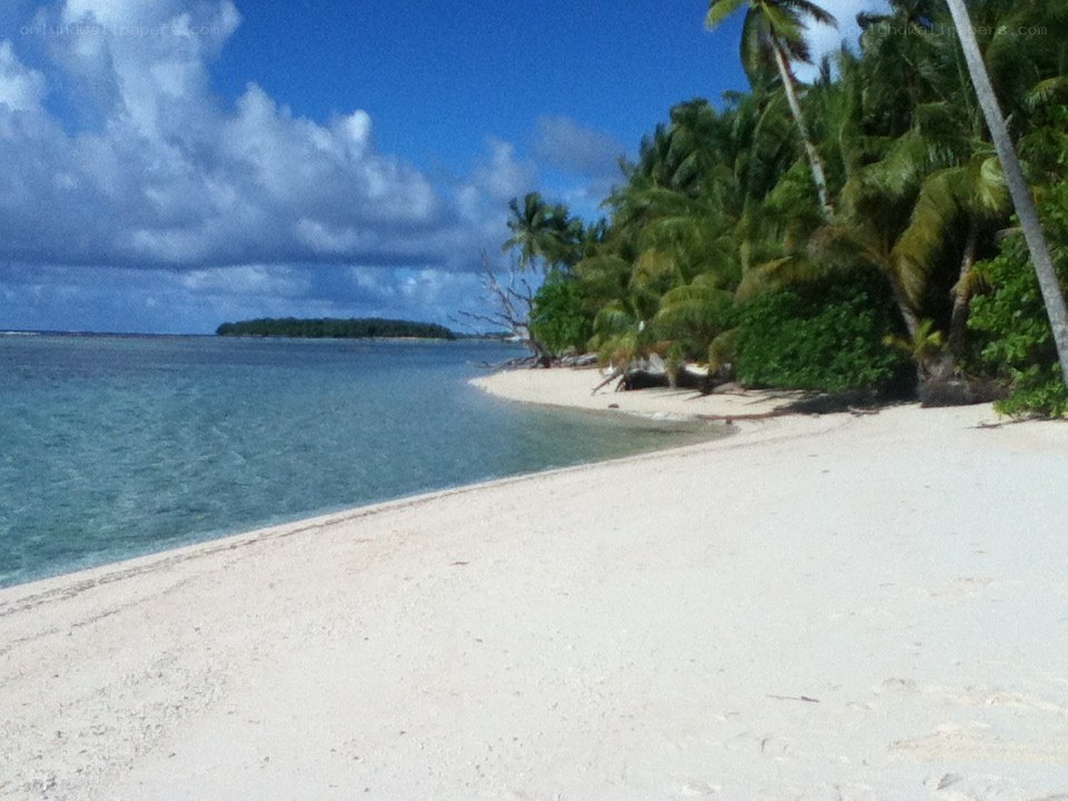 tropical beach with palm trees