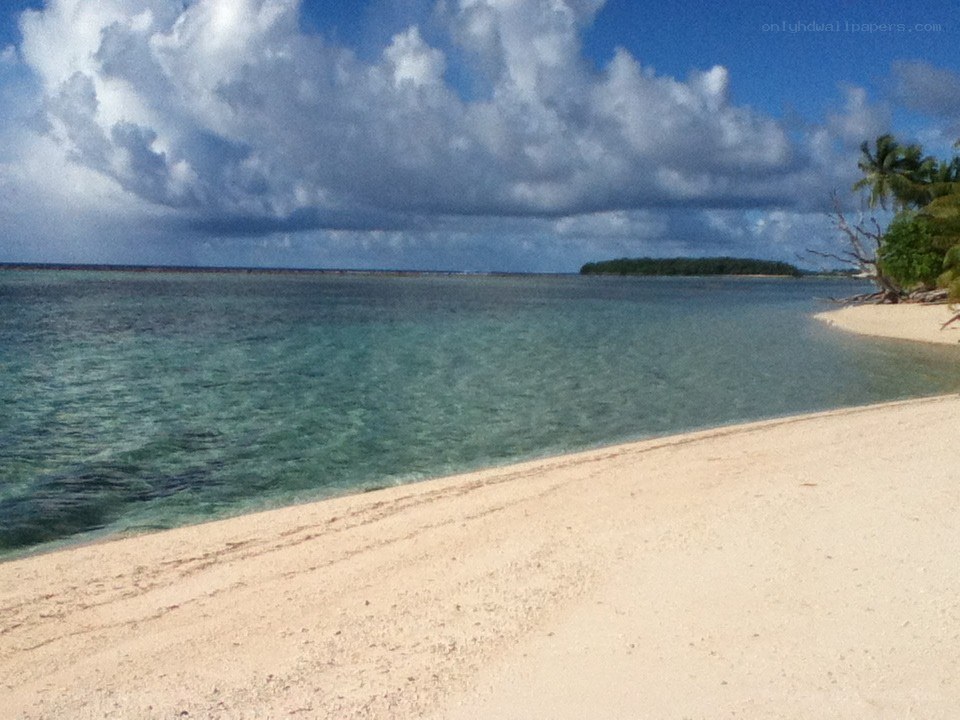 tropical beach with palm trees
