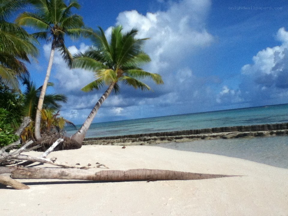 tropical beach with palm trees