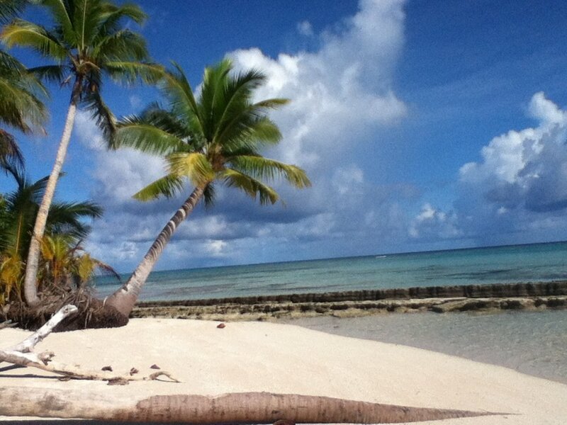 tropical beach with palm trees