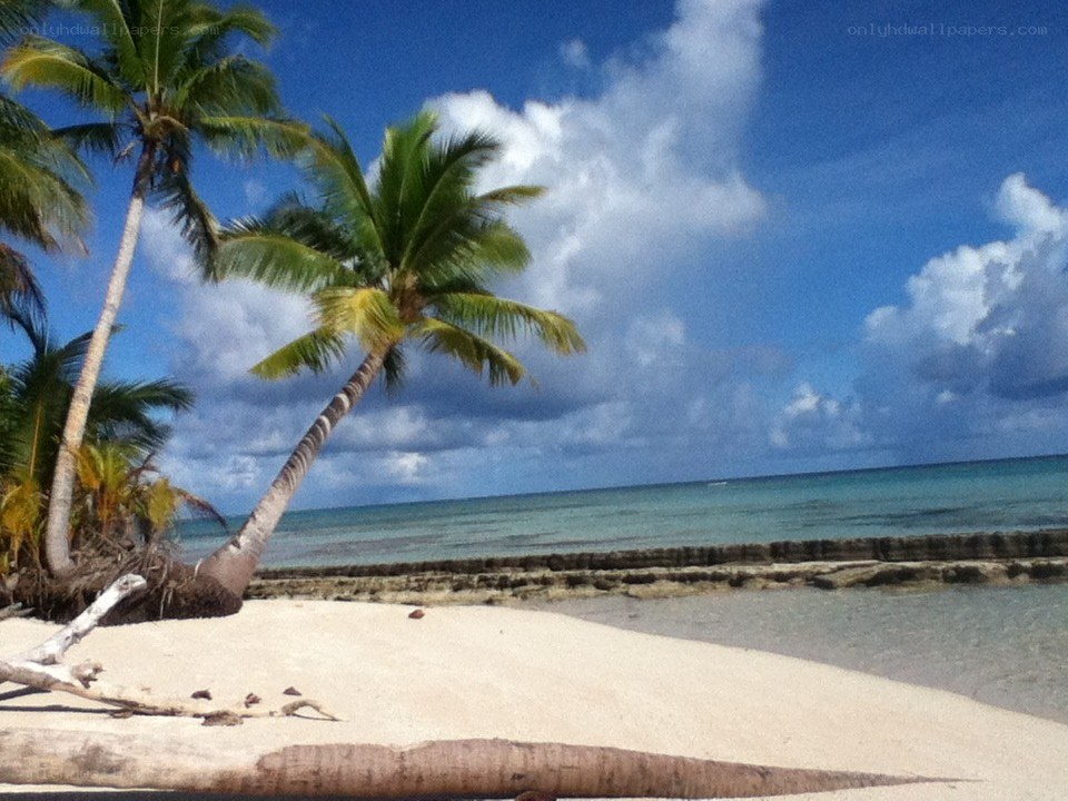 tropical beach with palm trees
