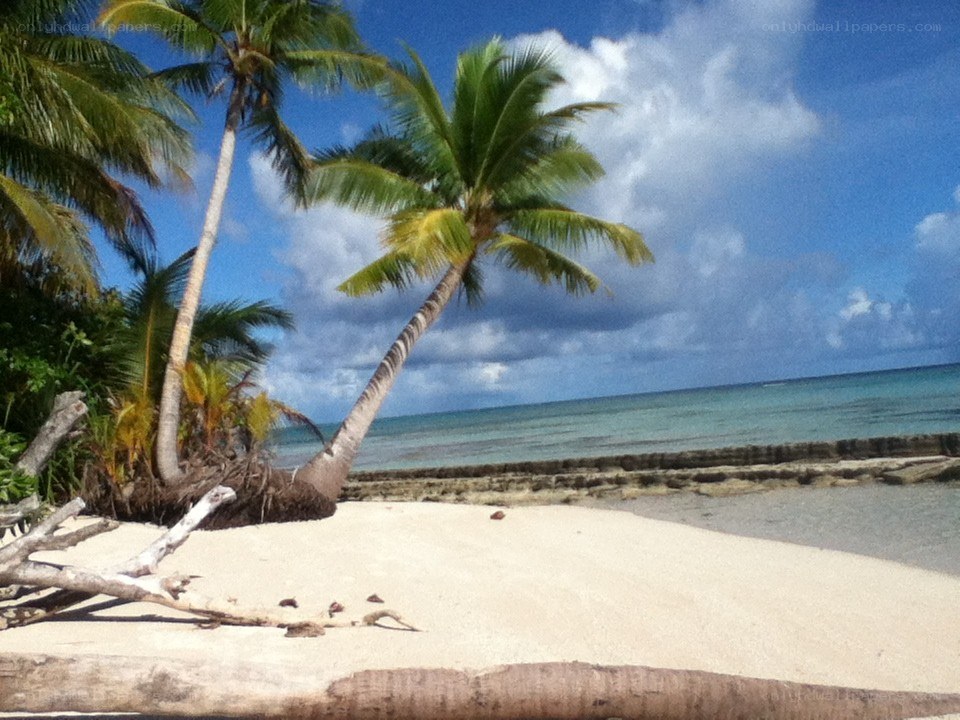 tropical beach with palm trees