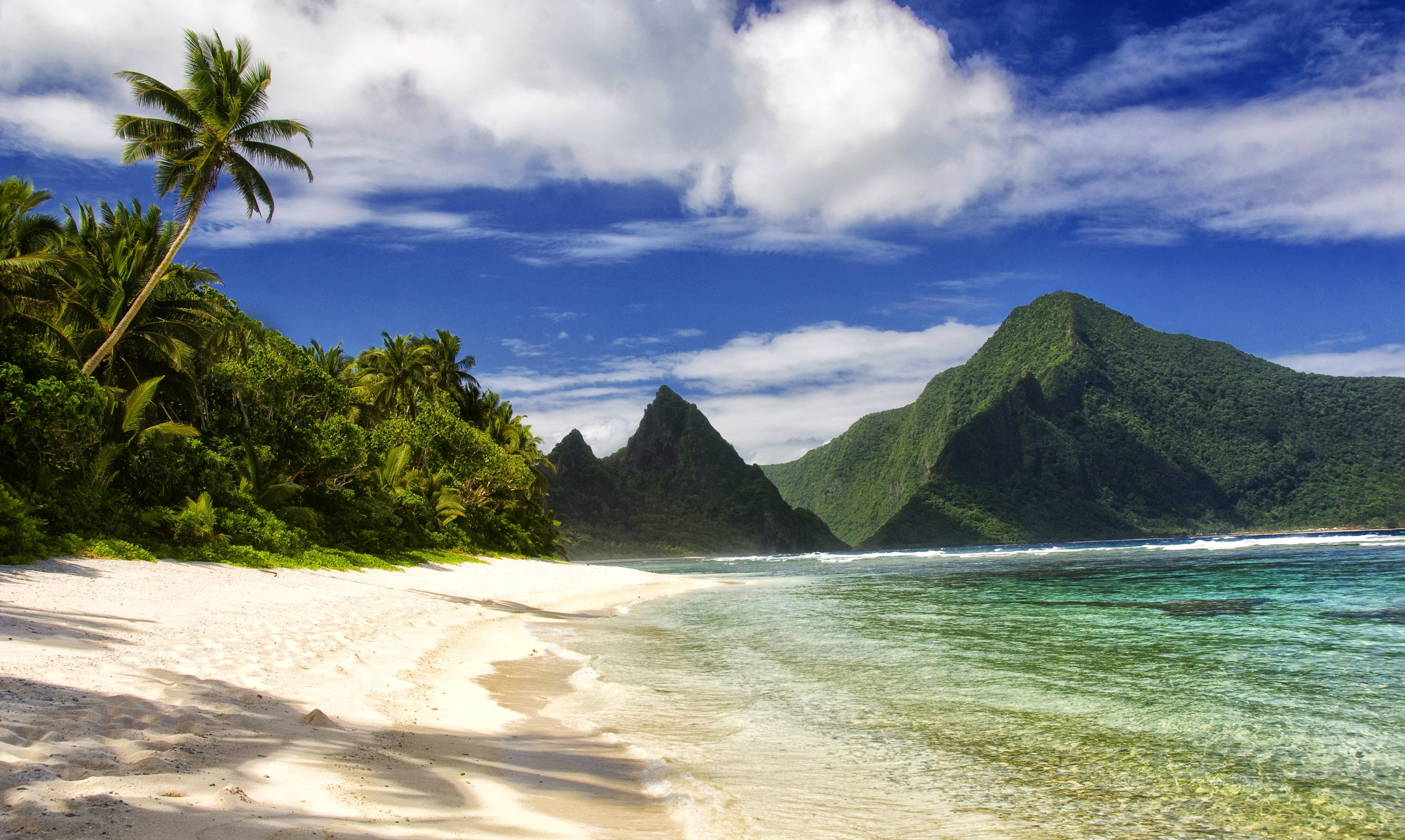 tropical beach with palm trees