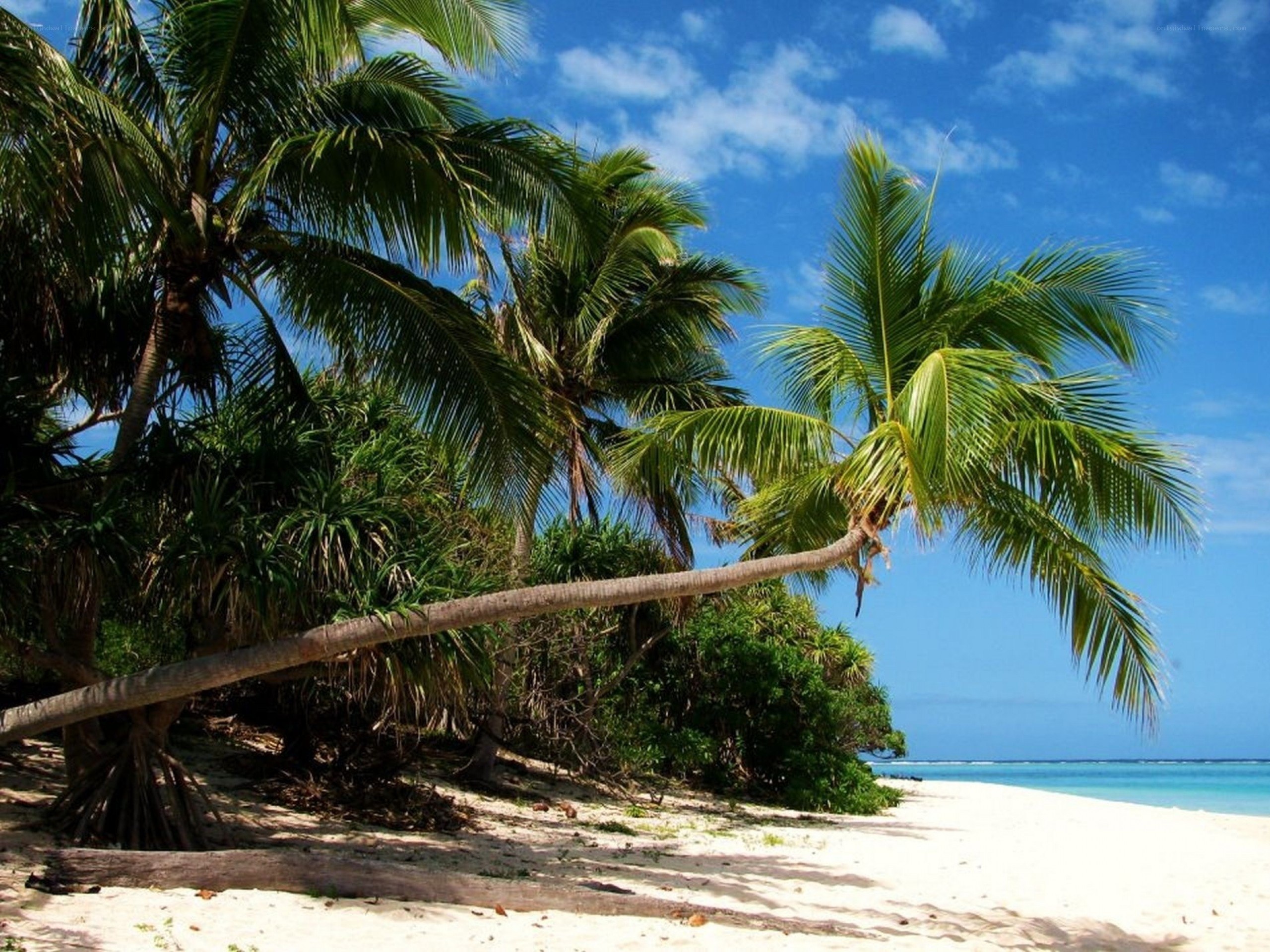 Tropical beach with palm trees