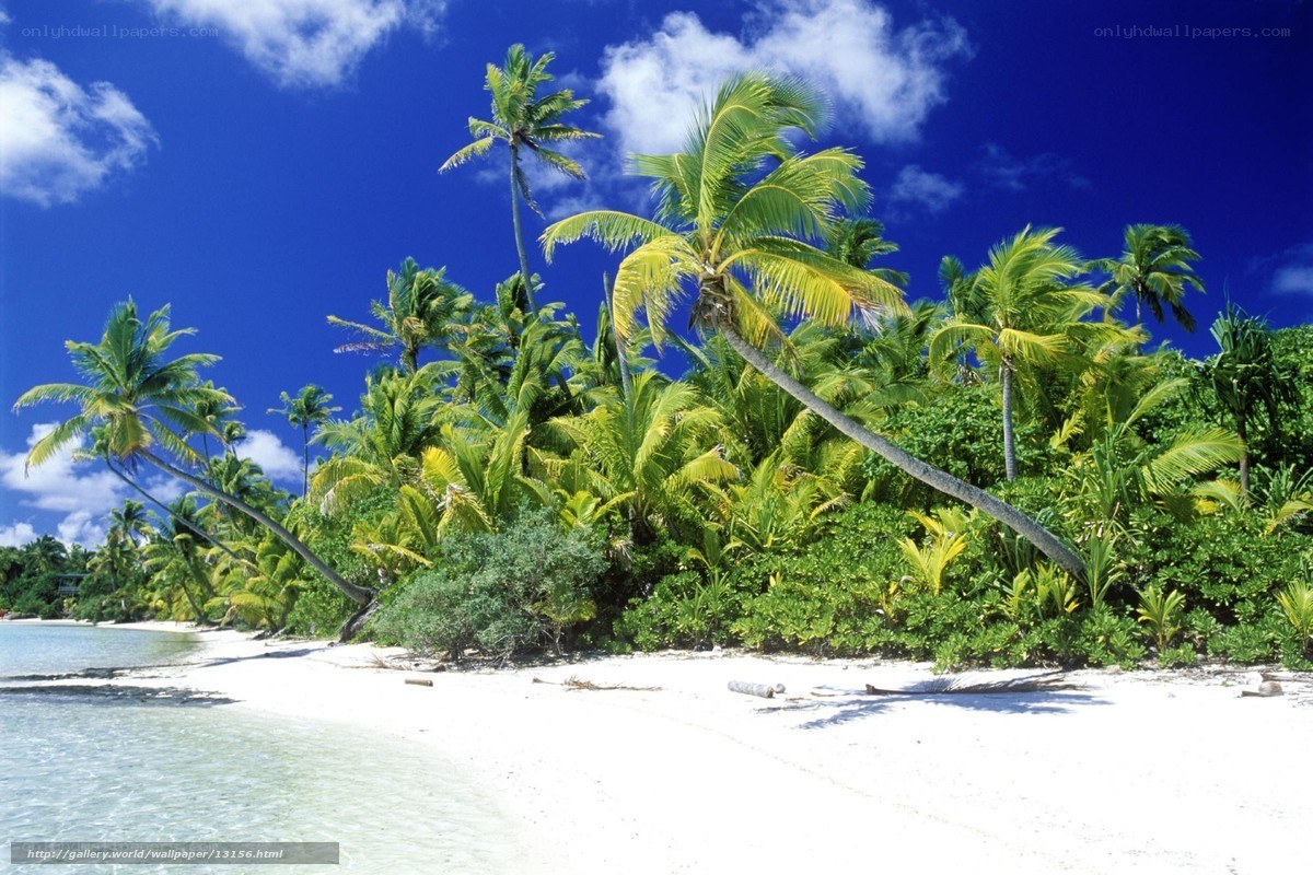 tropical beach with palm trees