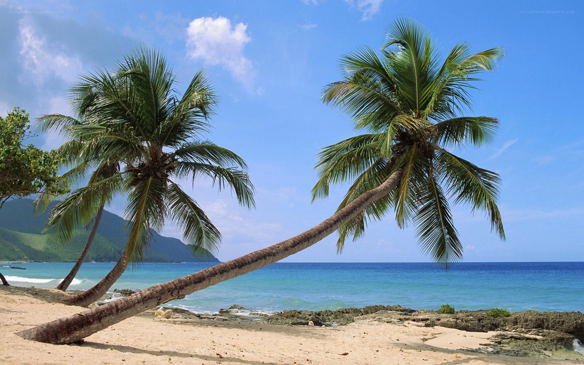 tropical beach with palm trees
