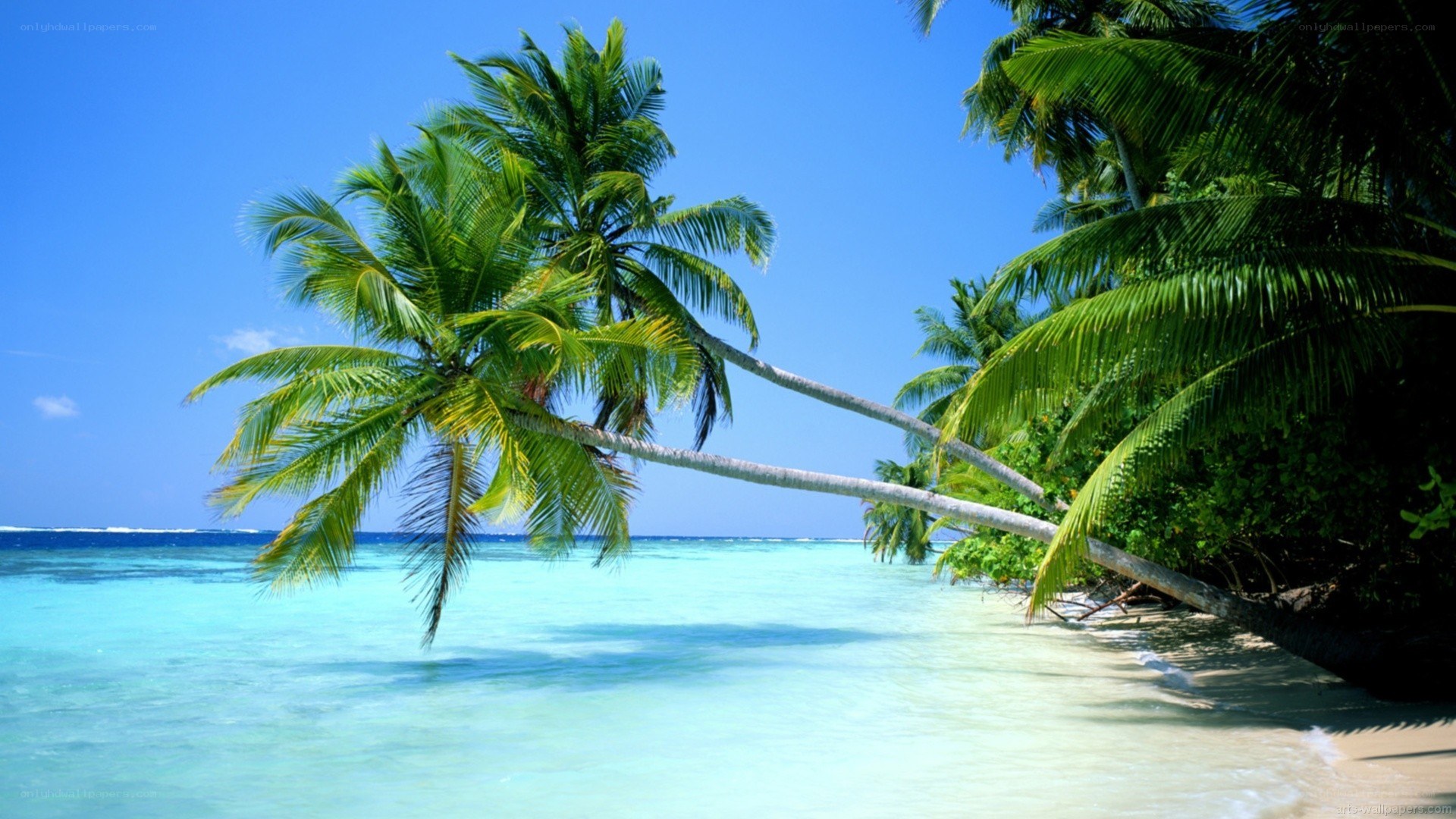 tropical beach with palm trees