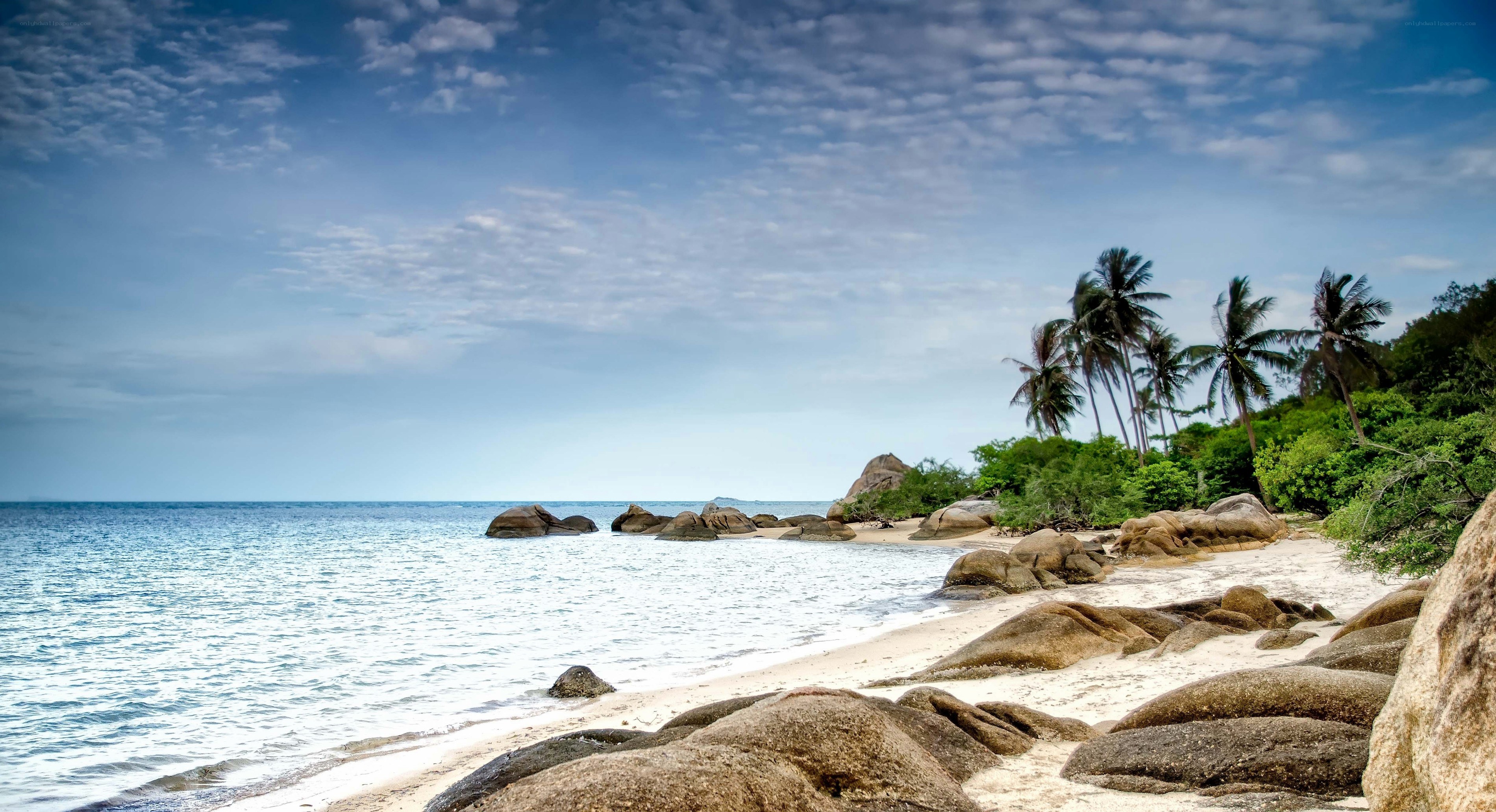 tropical beach with palm trees