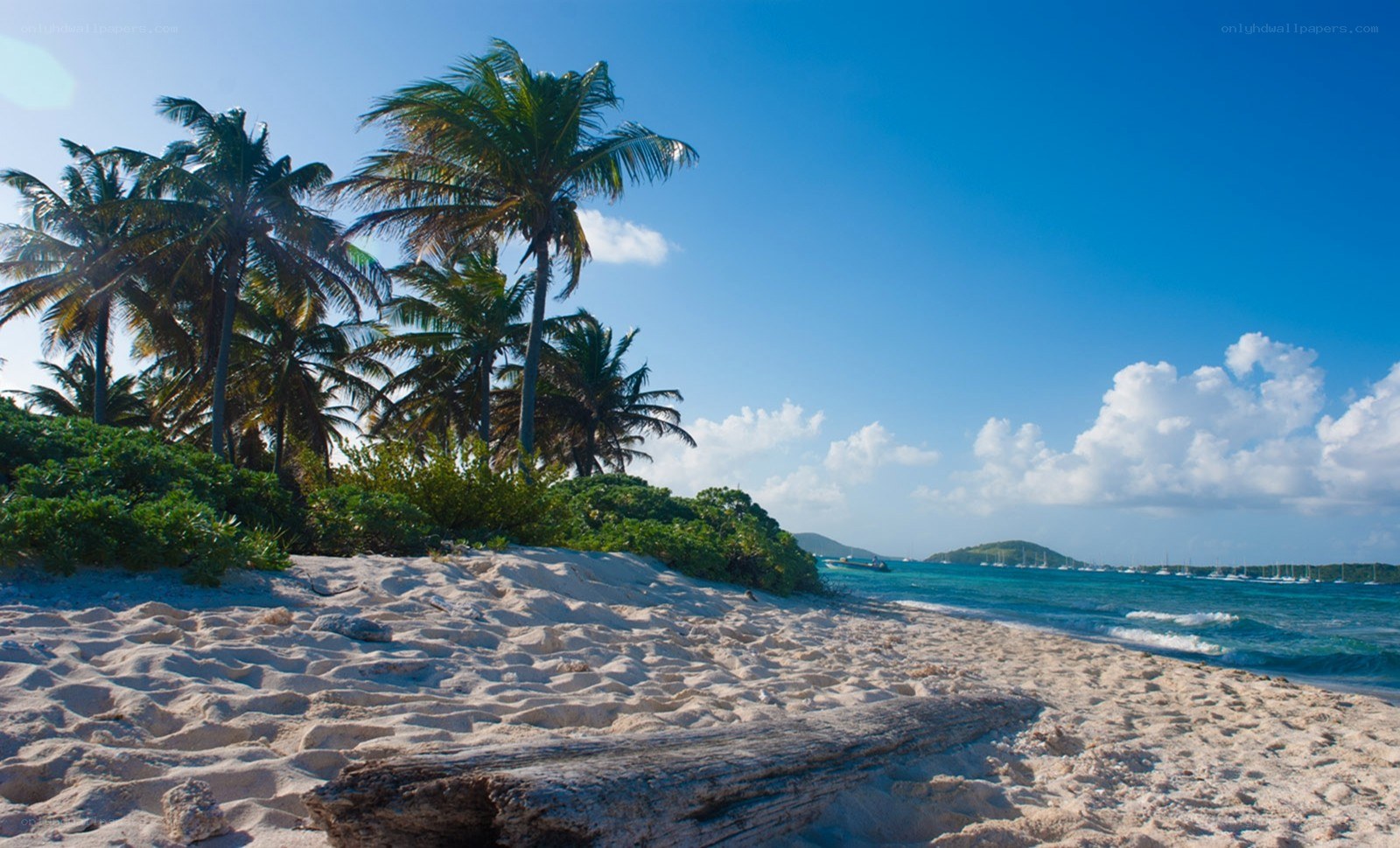 tropical beach with palm trees