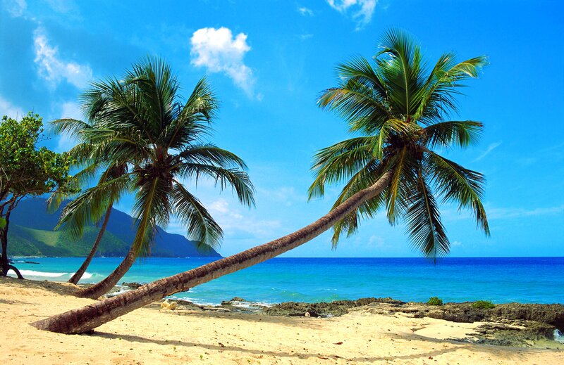 tropical beach with palm trees