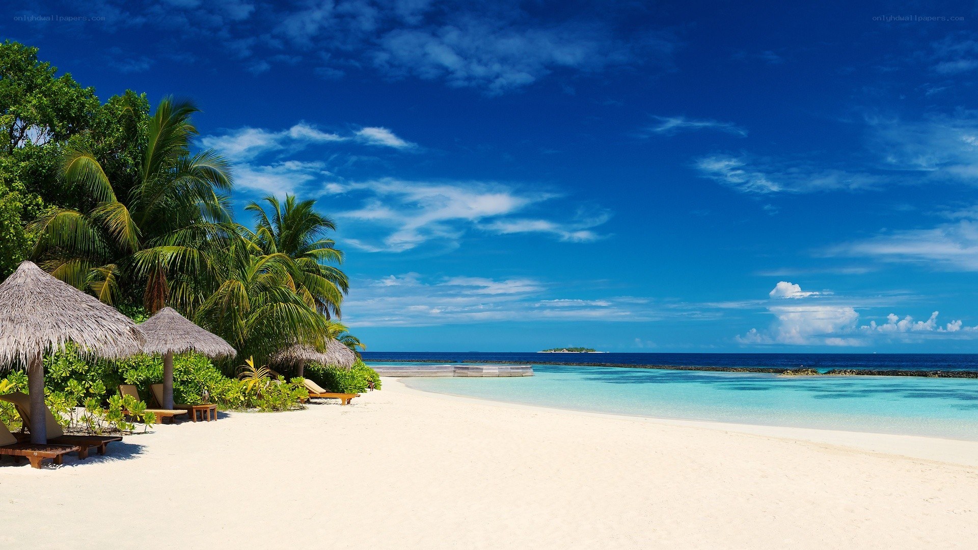 tropical beach with palm trees