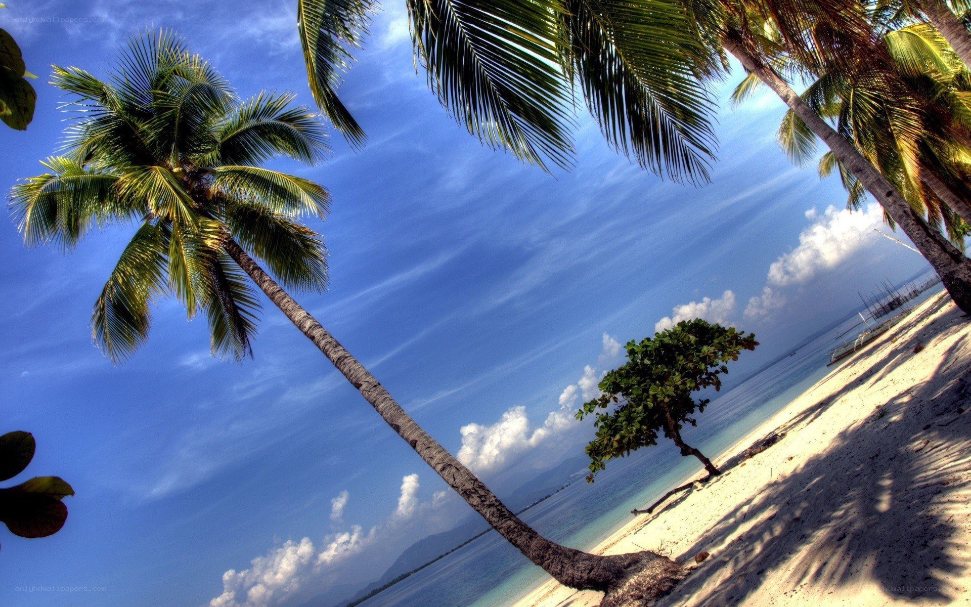 tropical beach with palm trees