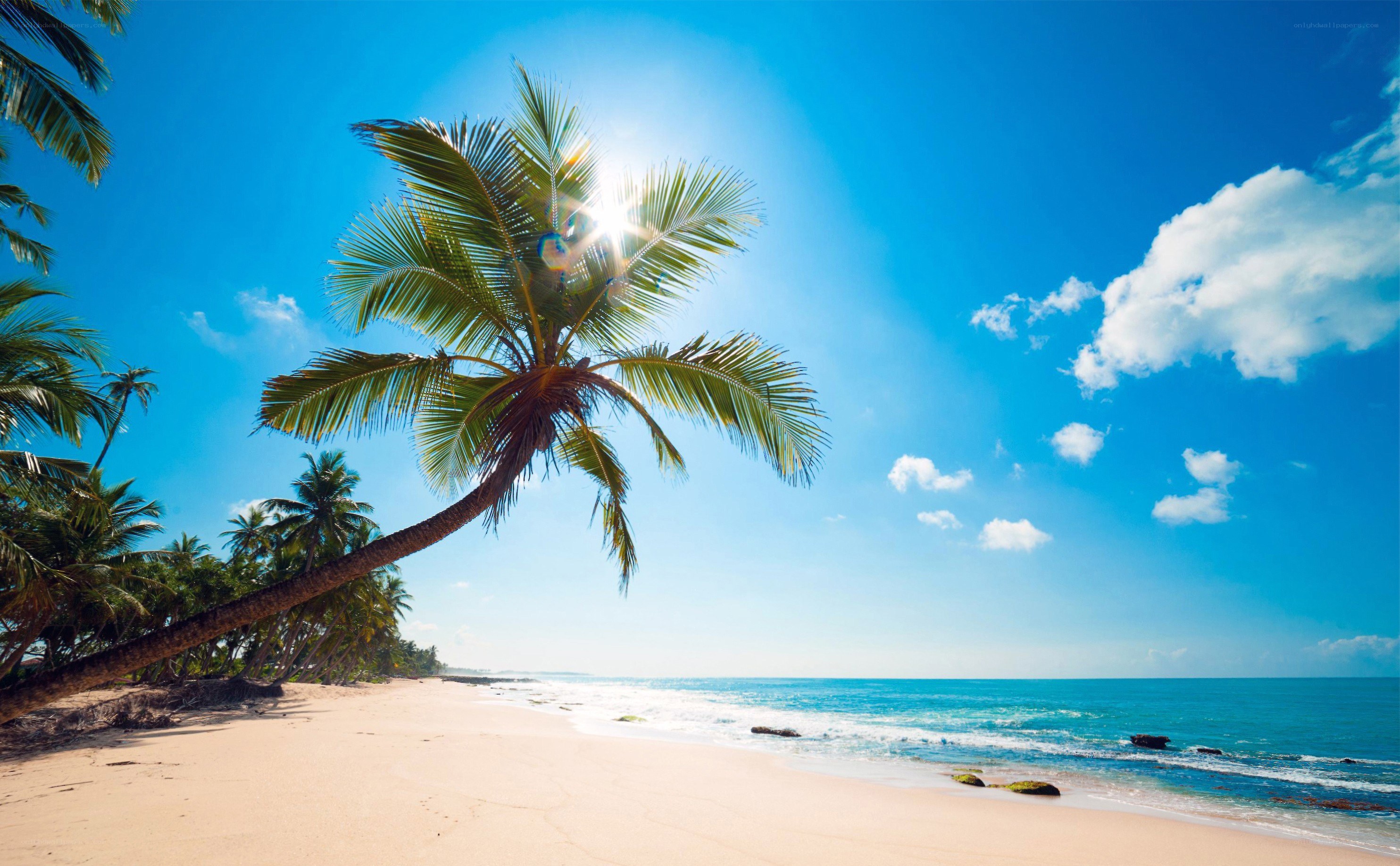 tropical beach with palm trees