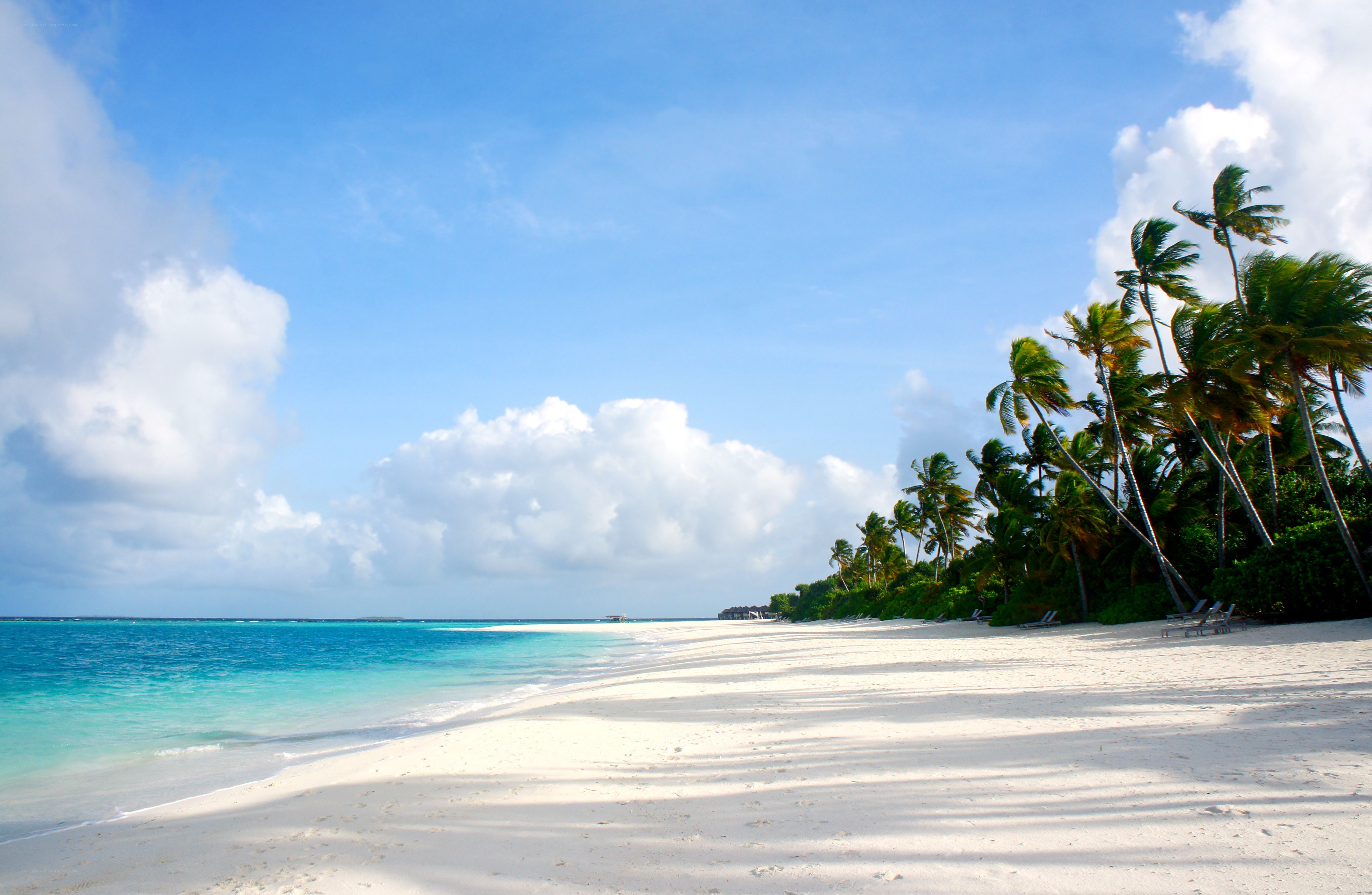 tropical beach with palm trees