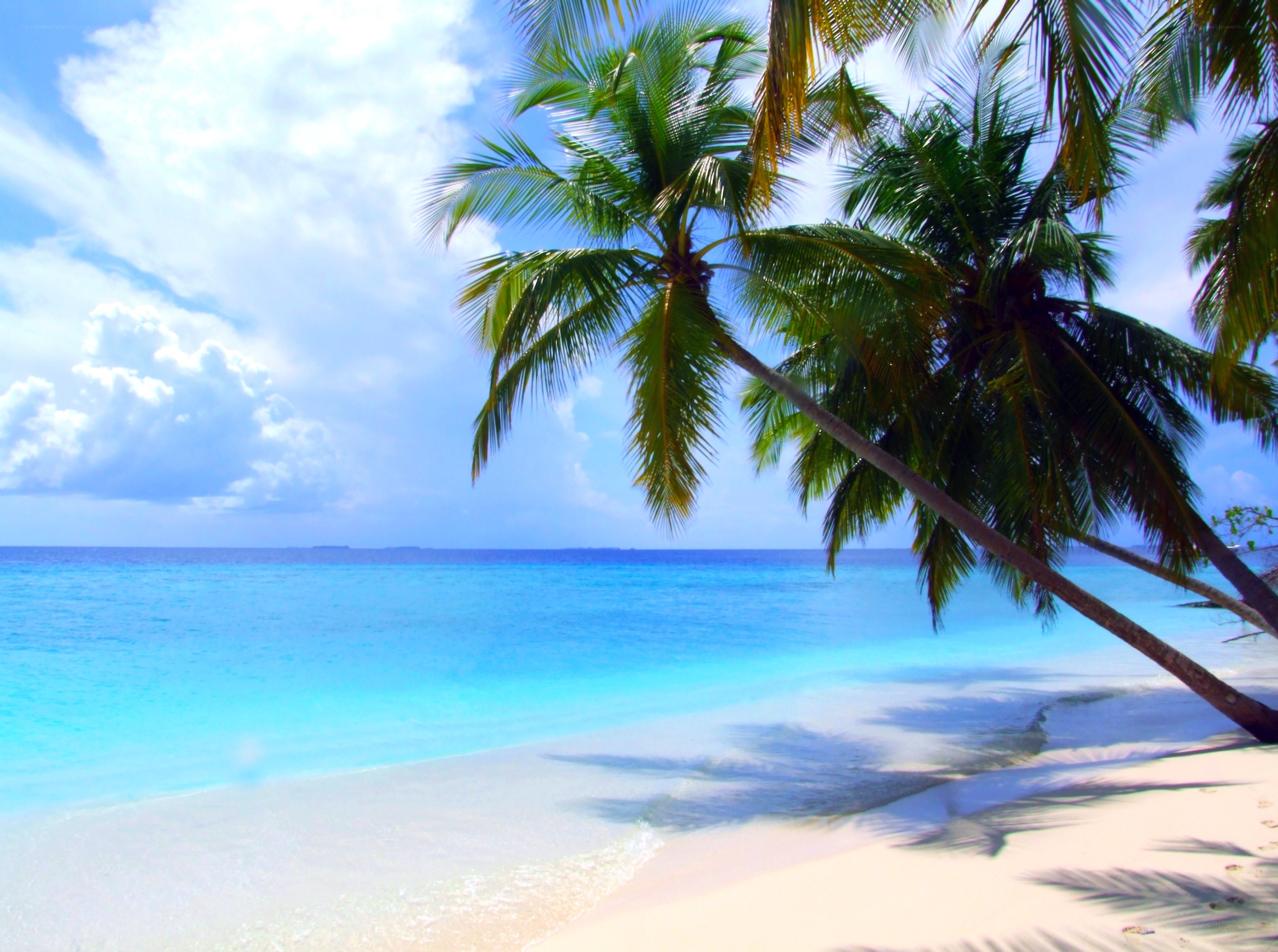 tropical beach with palm trees