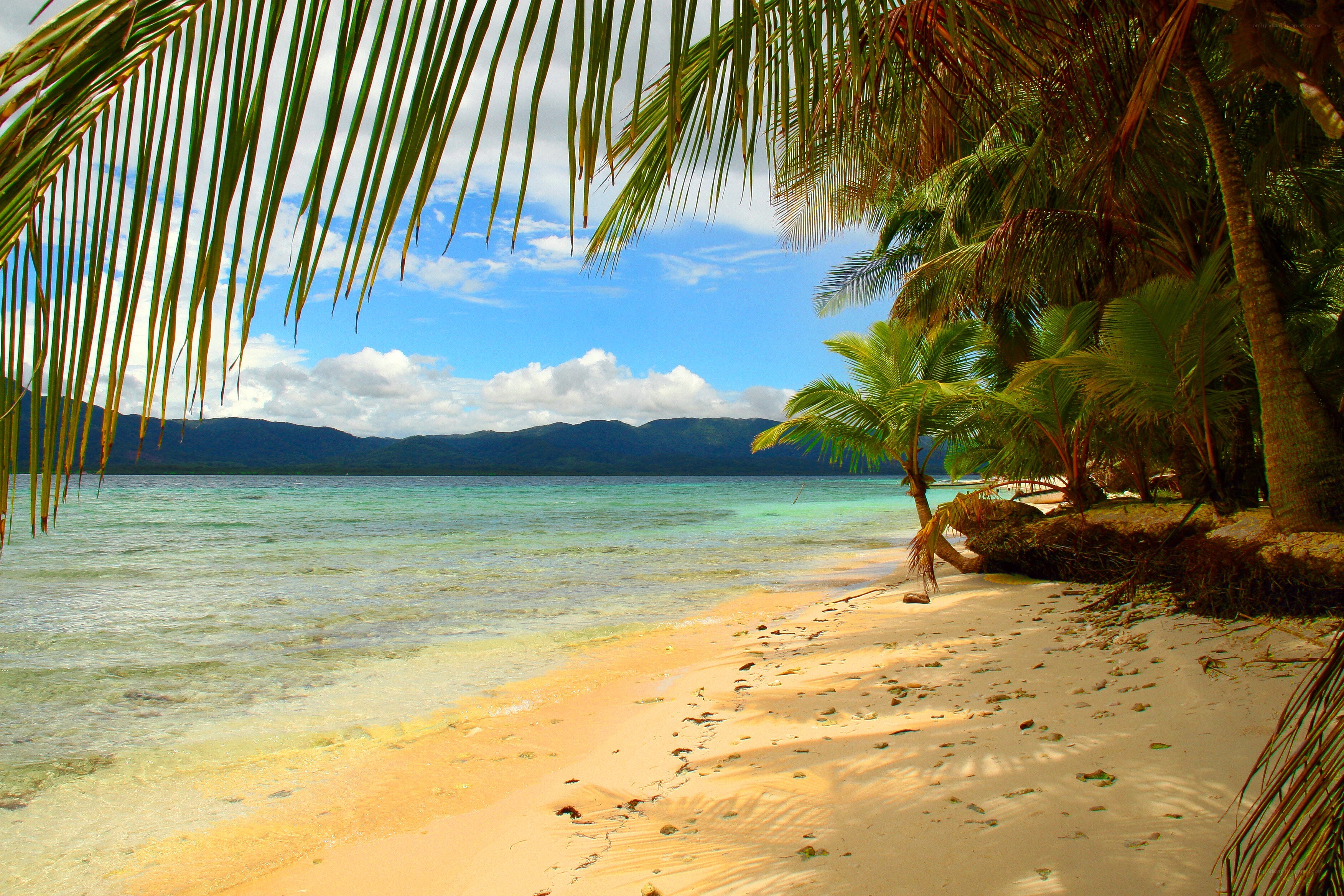 tropical beach with palm trees