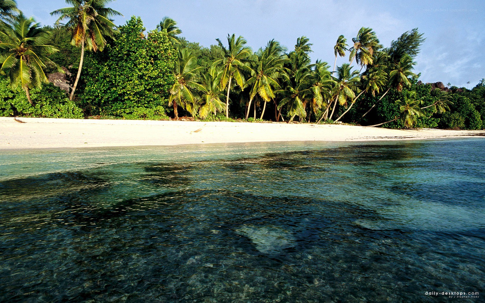tropical beach with palm trees