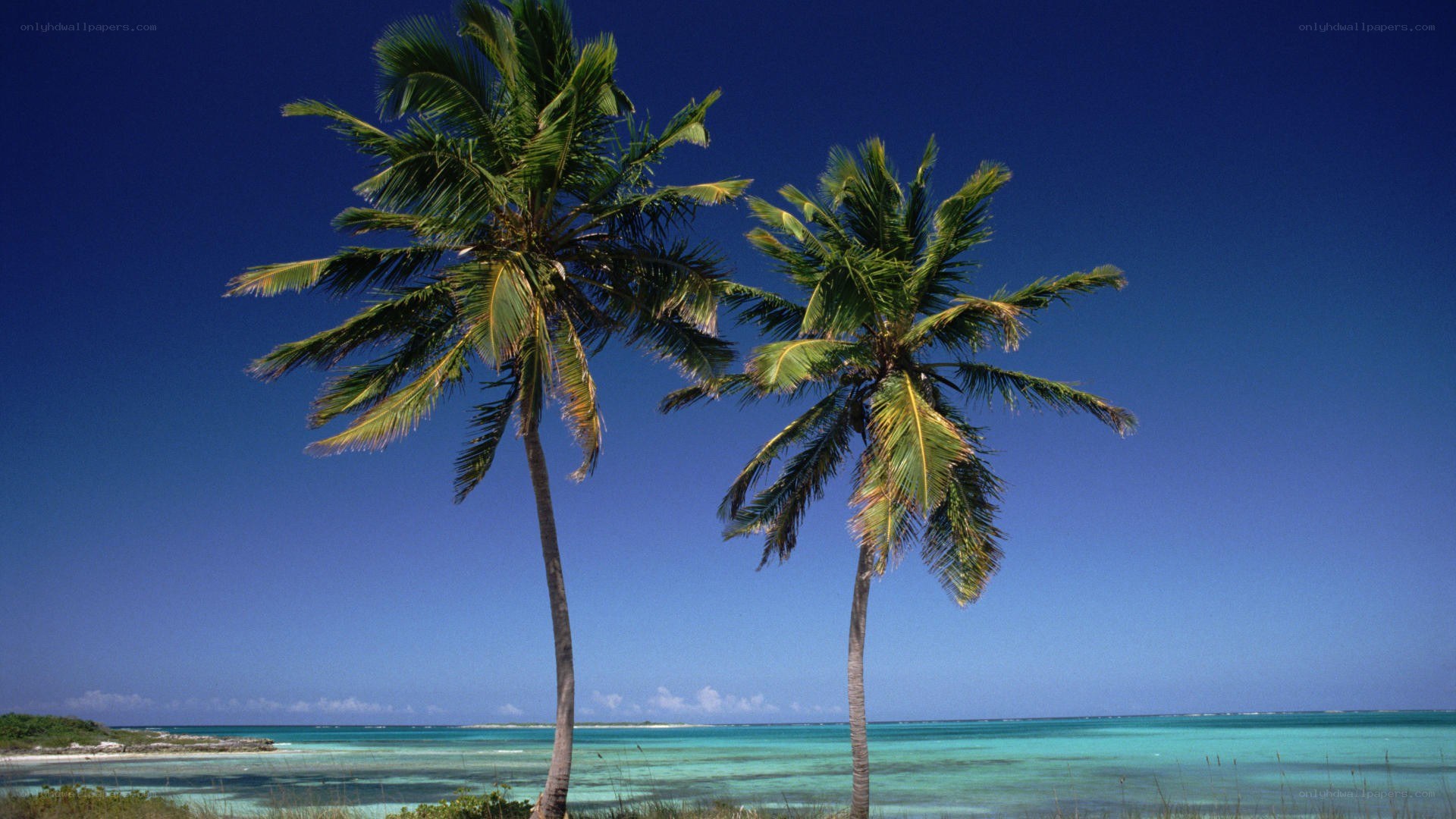 tropical beach with palm trees