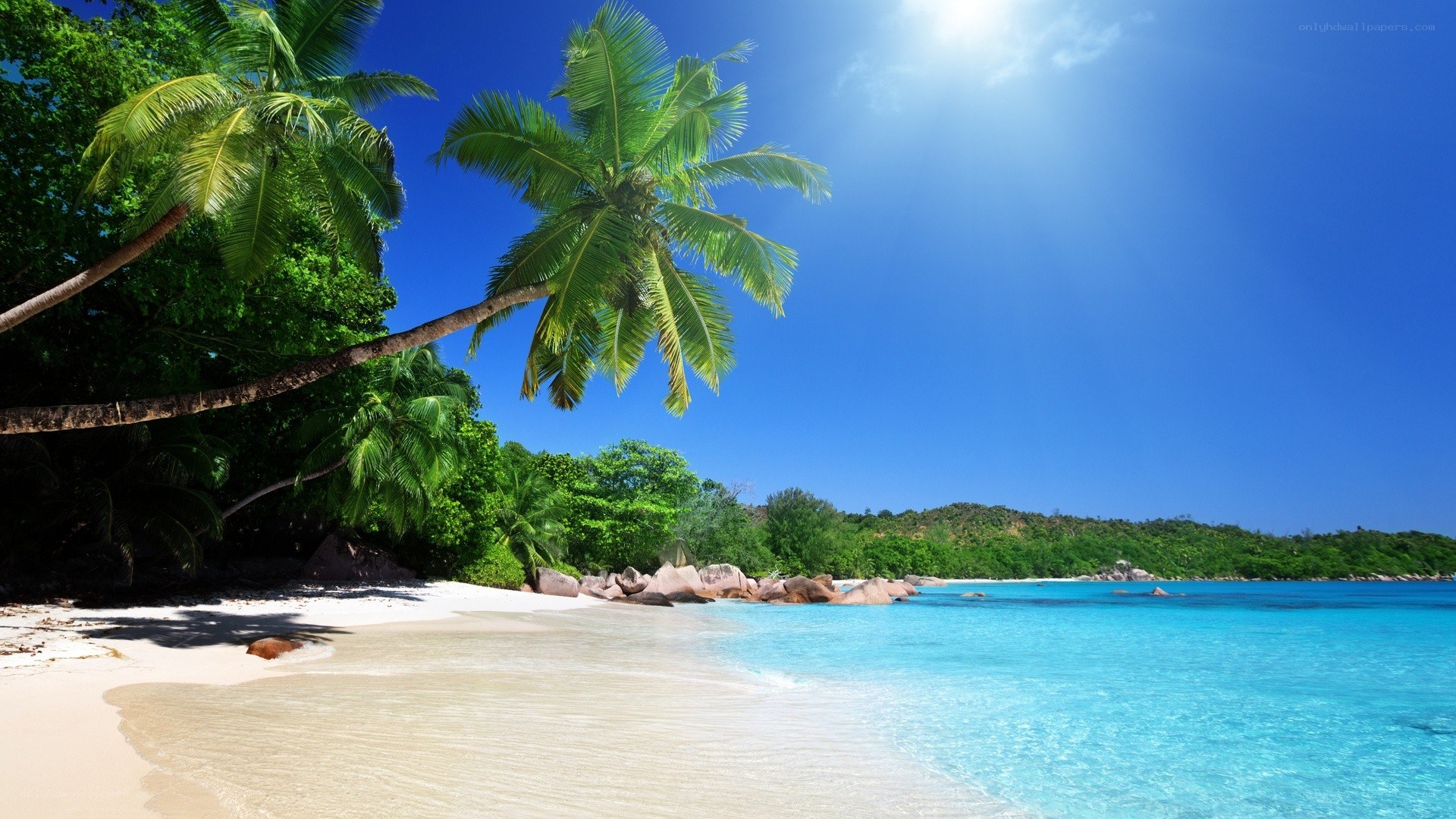 tropical beach with palm trees