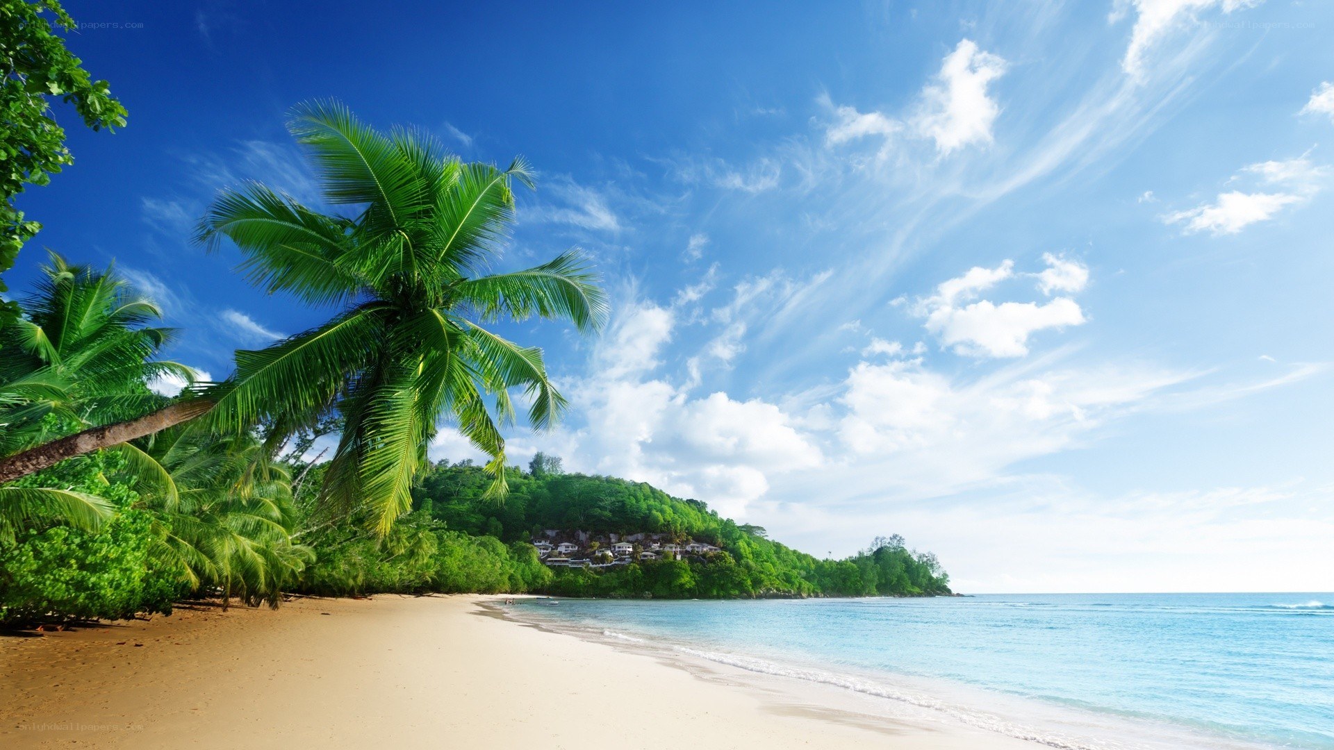 Tropical beach with palm trees