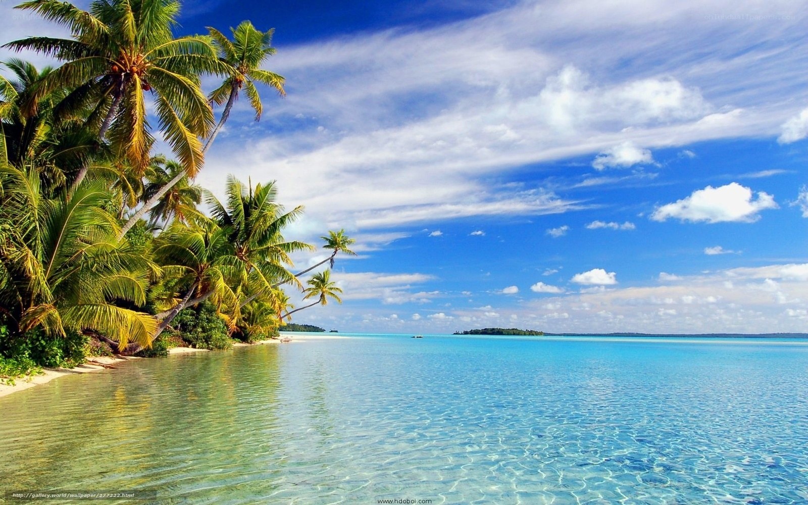 tropical beach with palm trees