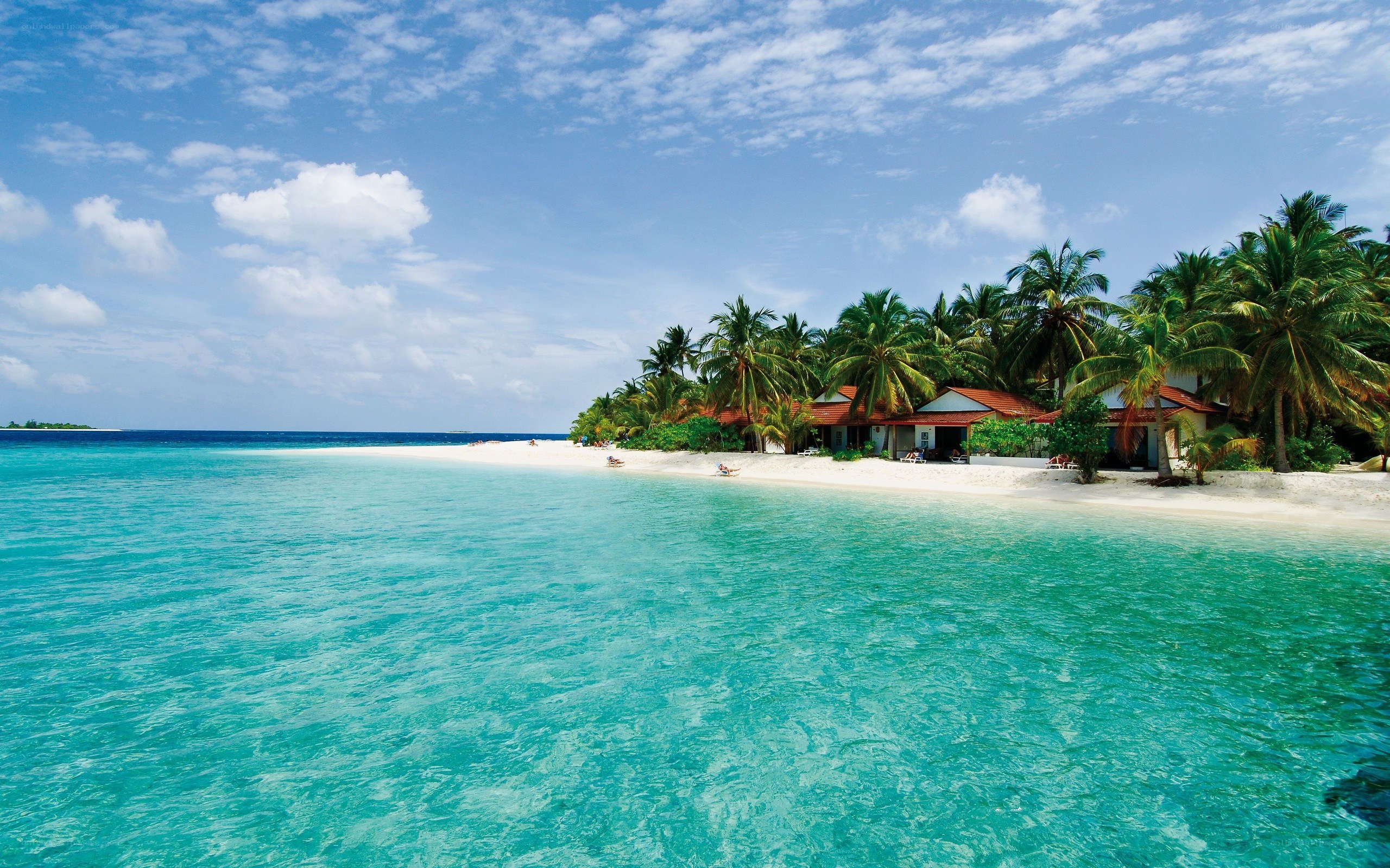 tropical beach with palm trees