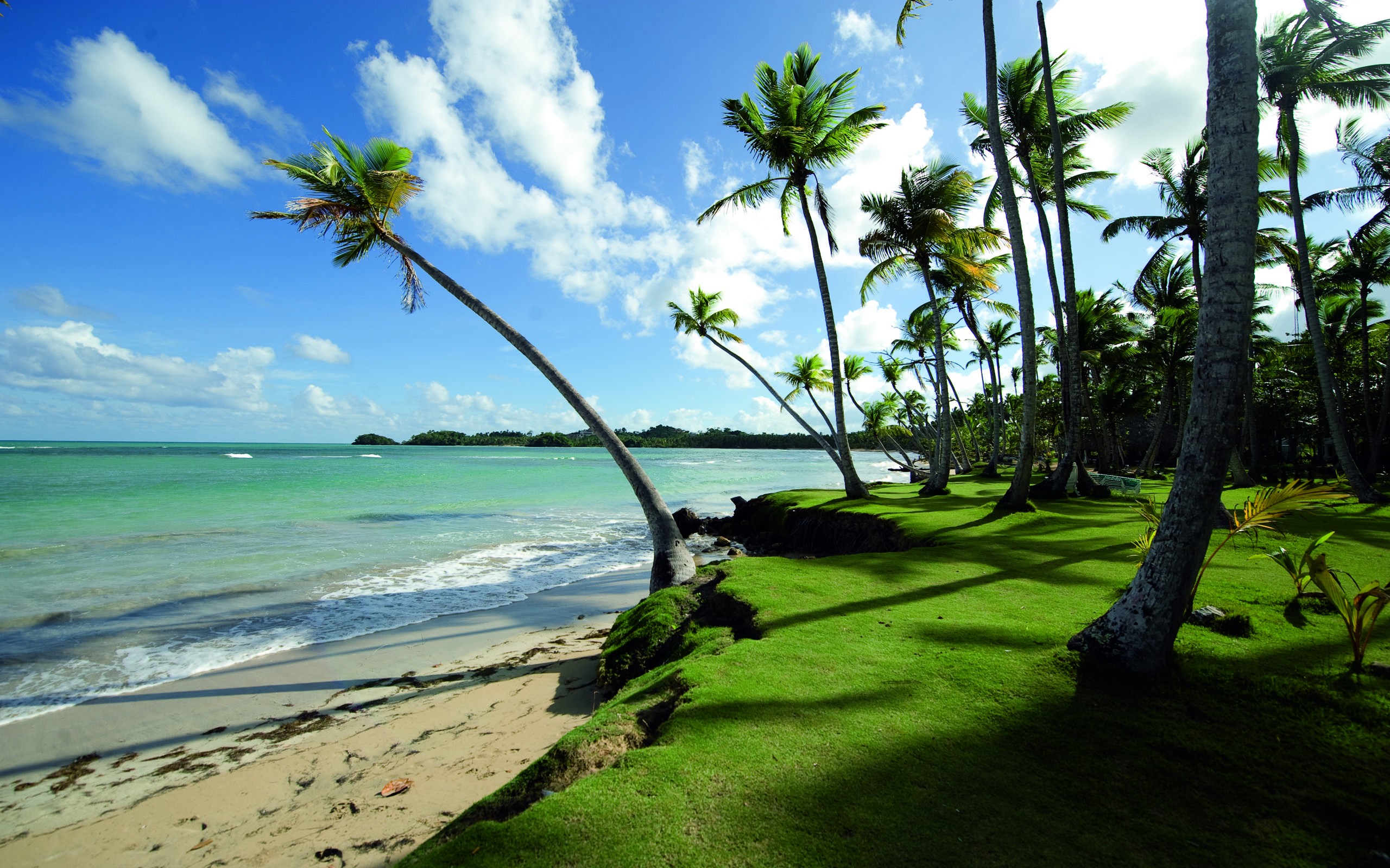 tropical beach with palm trees