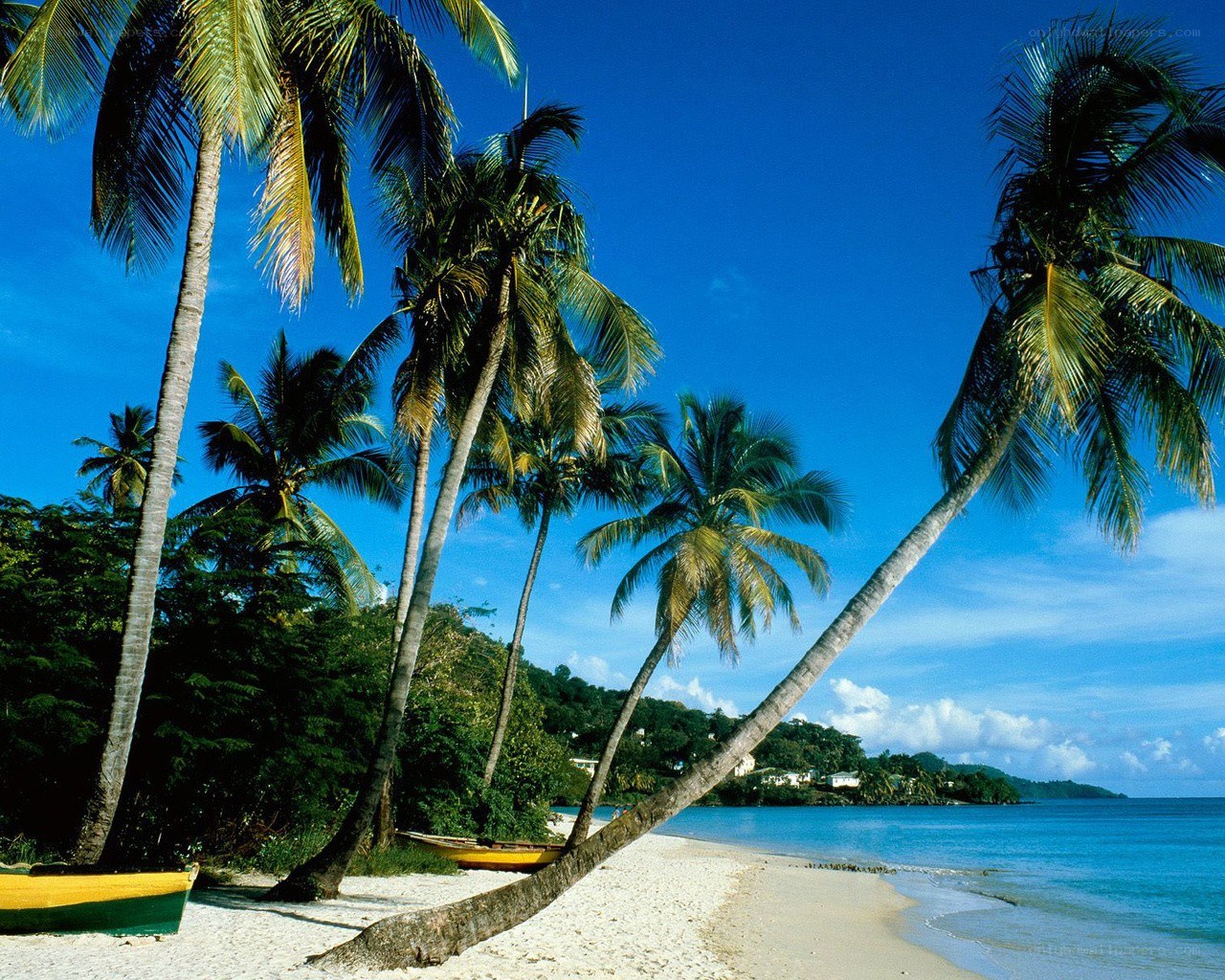 tropical beach with palm trees
