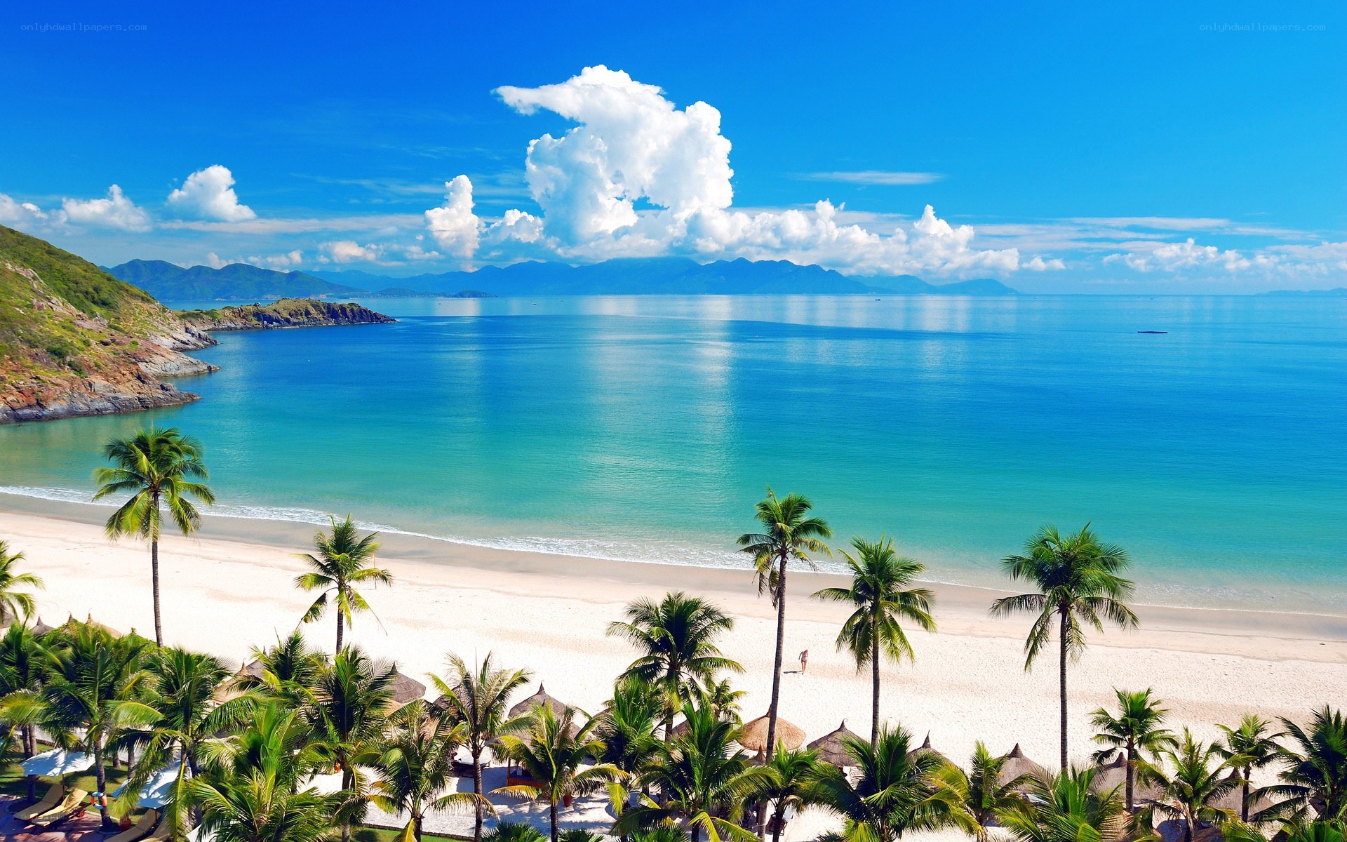 tropical beach with palm trees
