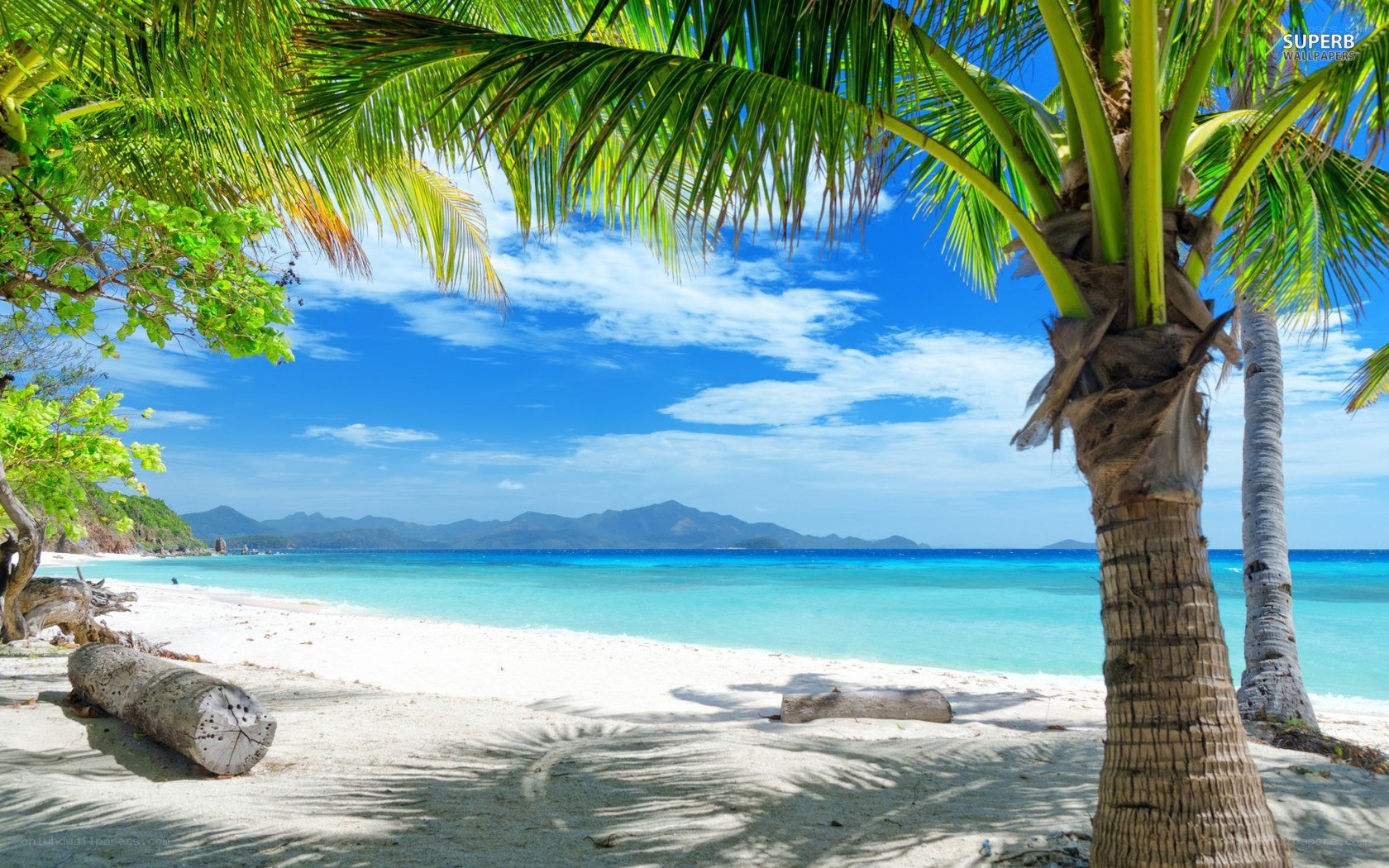 Tropical beach with palm trees
