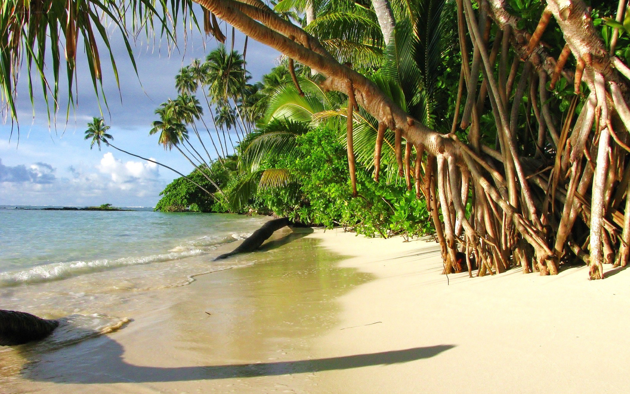 tropical beach with palm trees