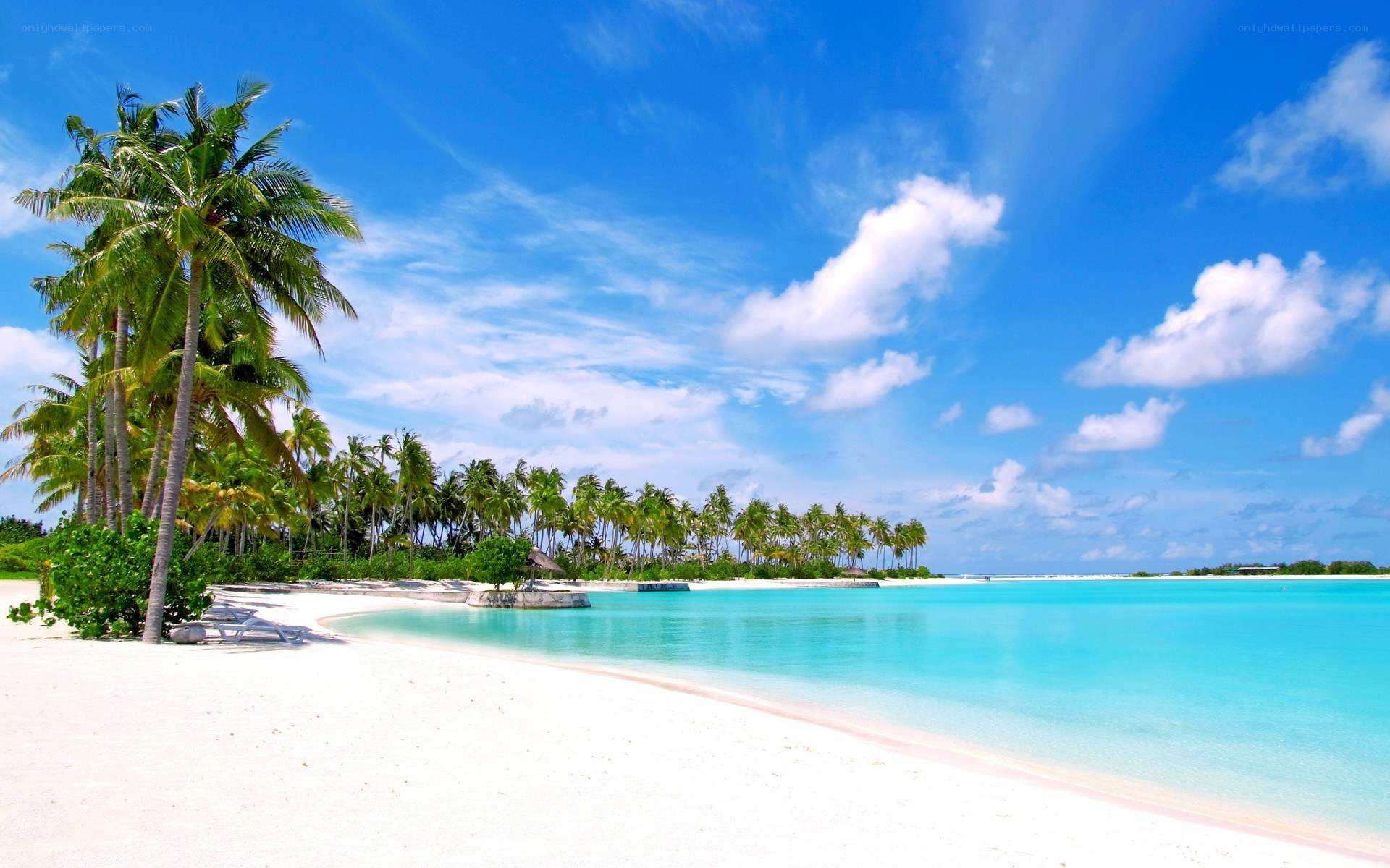 tropical beach with palm trees