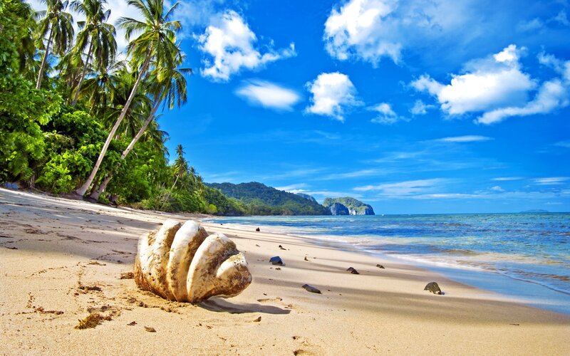 tropical beach with palm trees