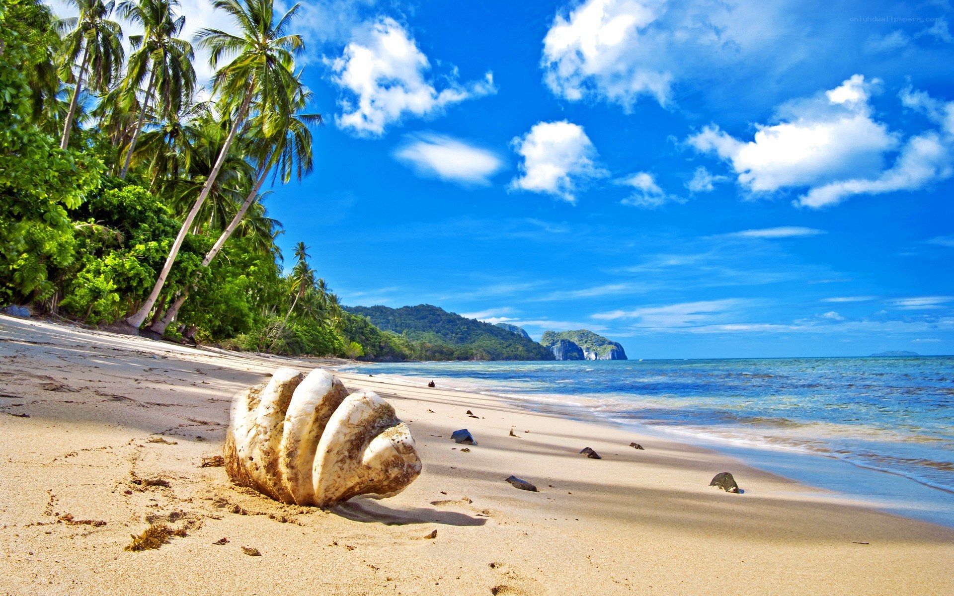 tropical beach with palm trees