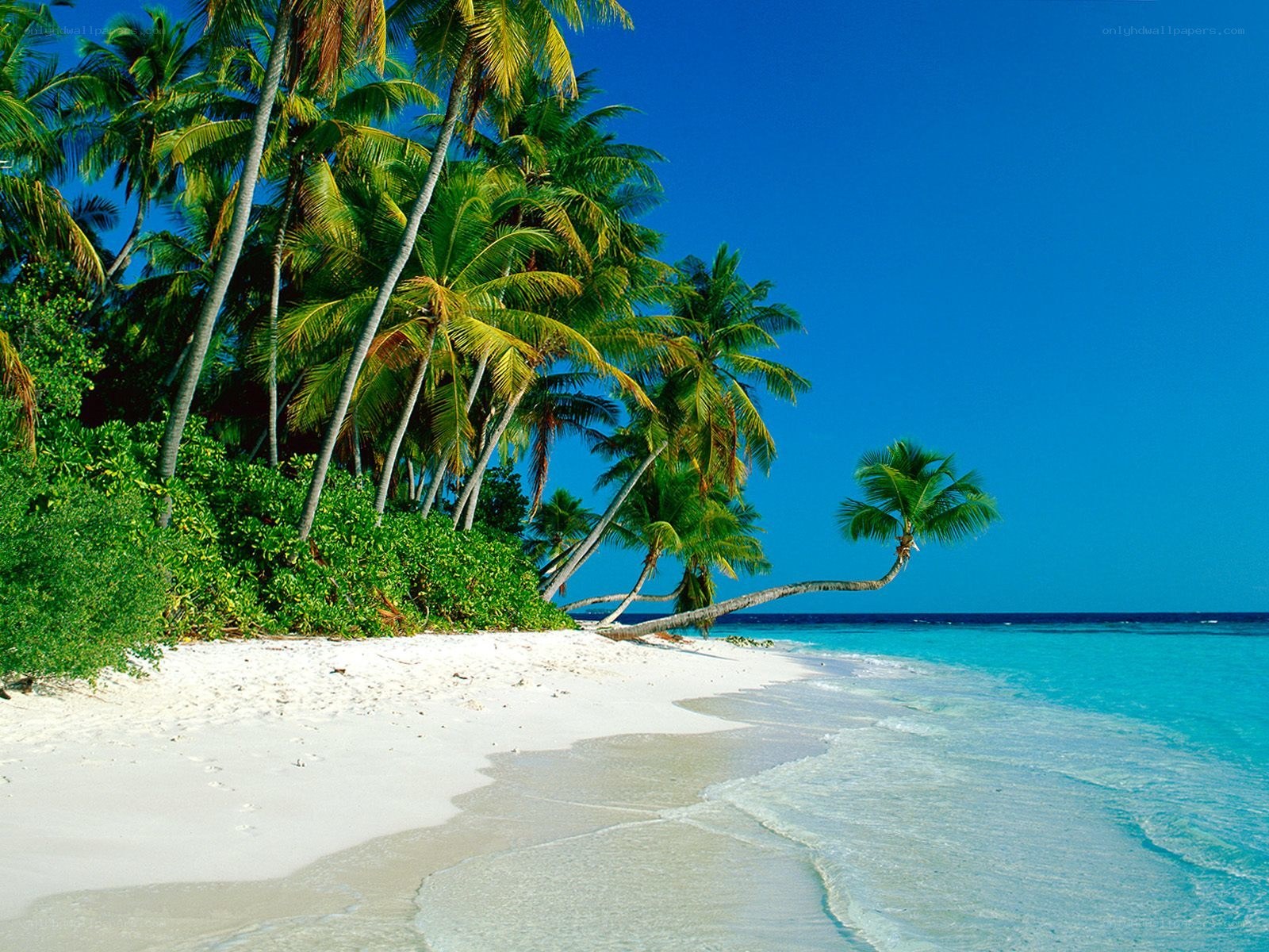 tropical beach with palm trees