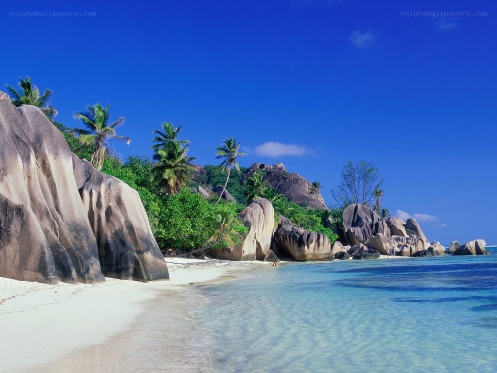 tropical beach with palm trees